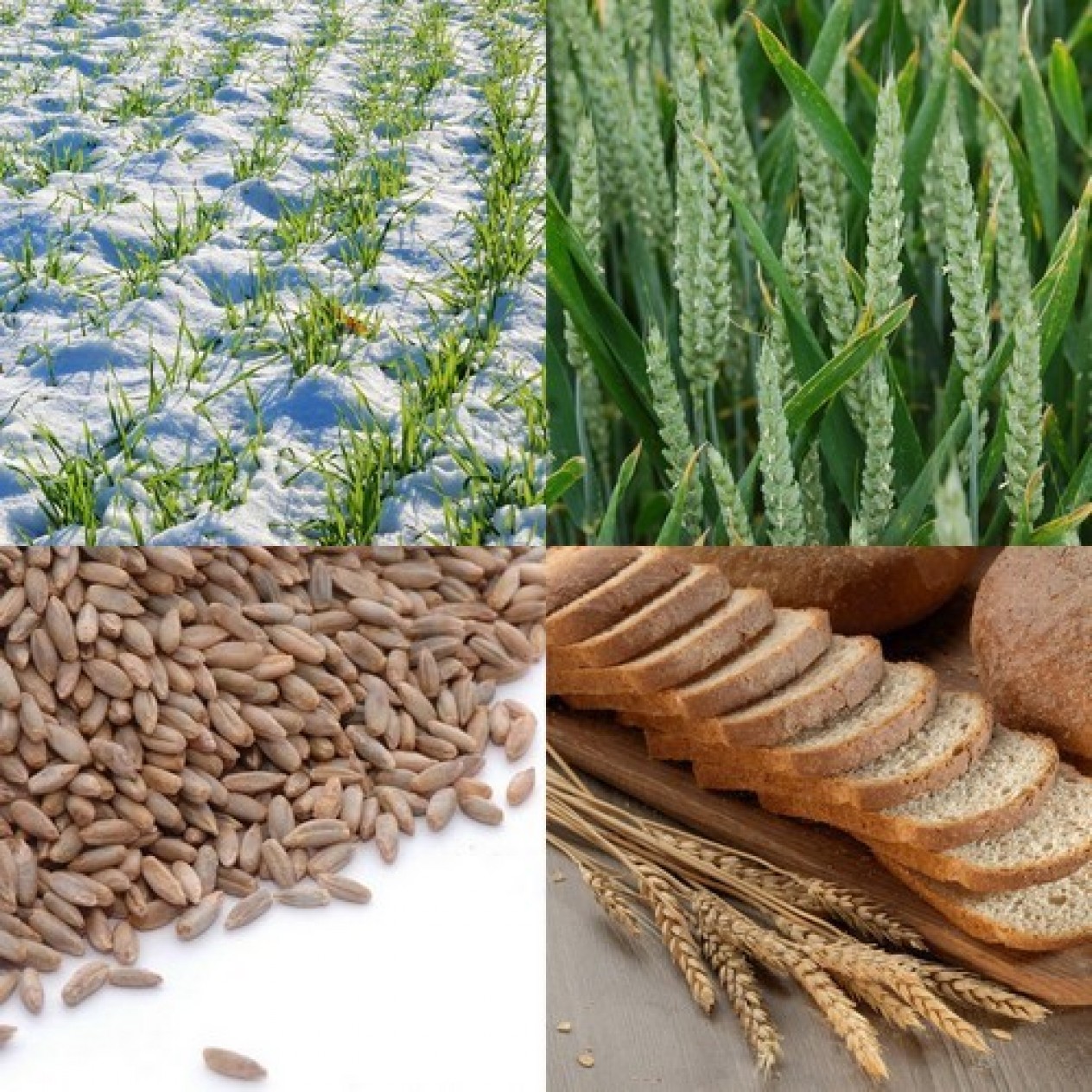 394586-wintertarwe-jantarka-asory