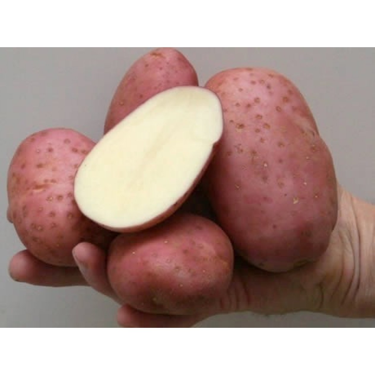 401800-aardappels-monte-carlo