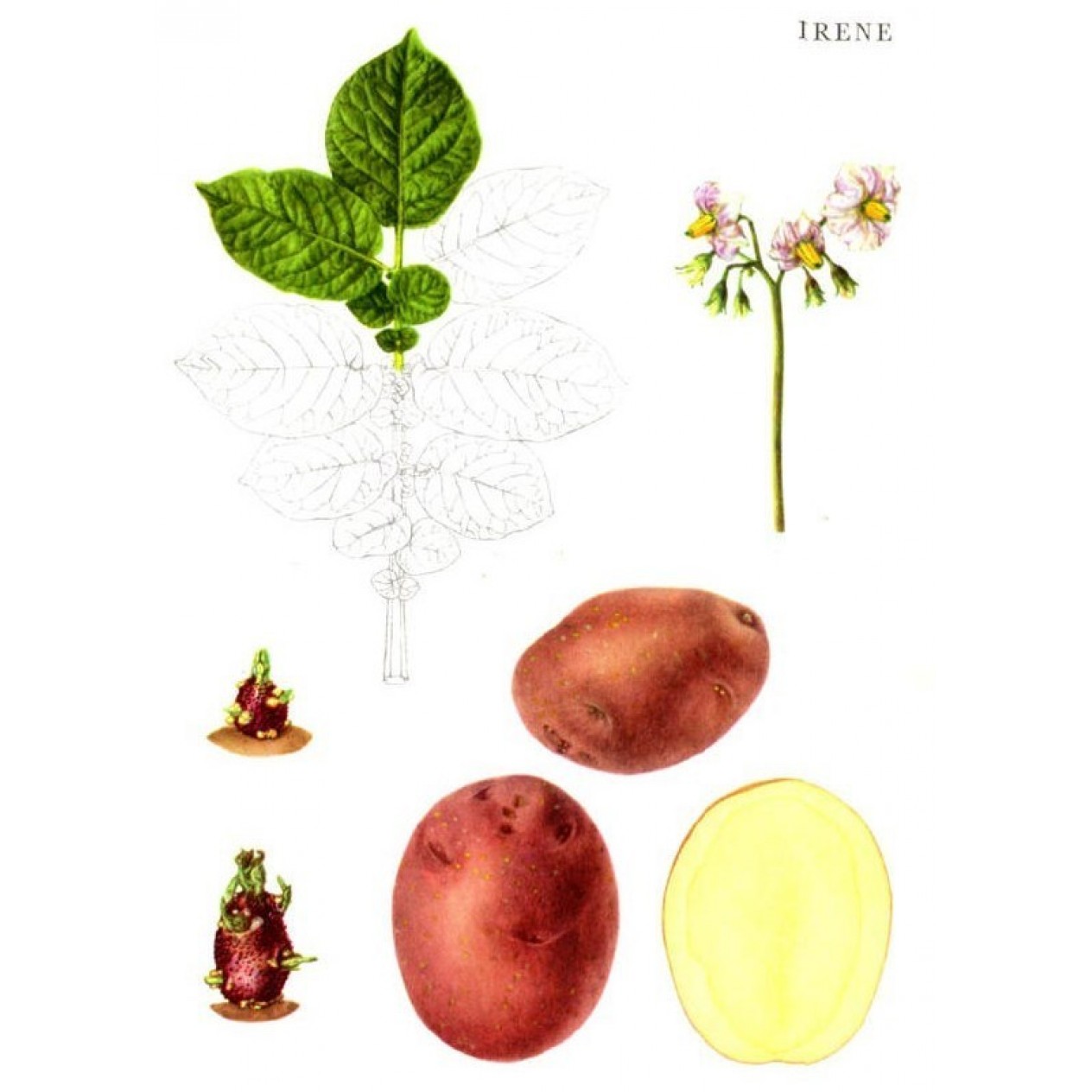 402300-aardappels-irene