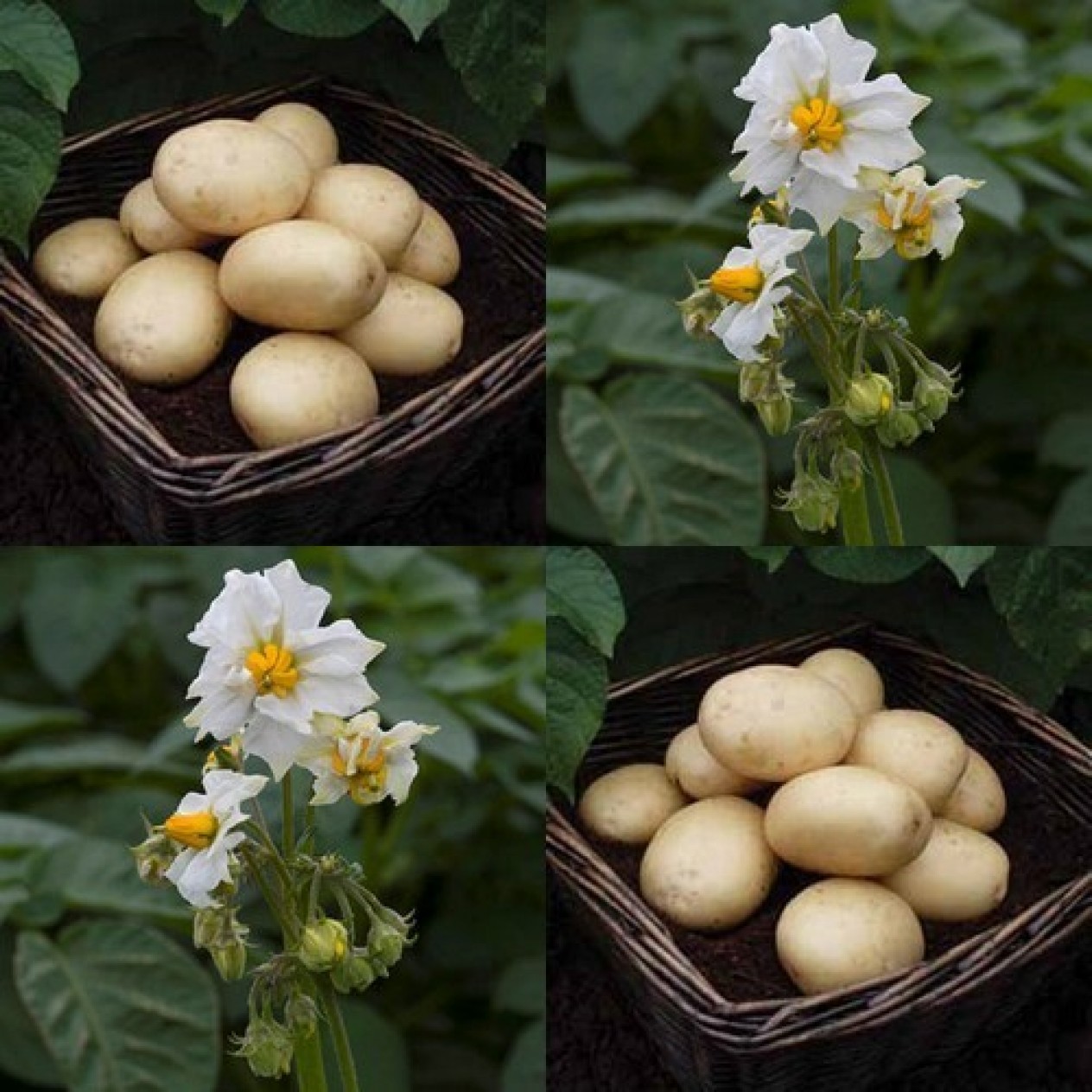 405060-aardappels-casablanca