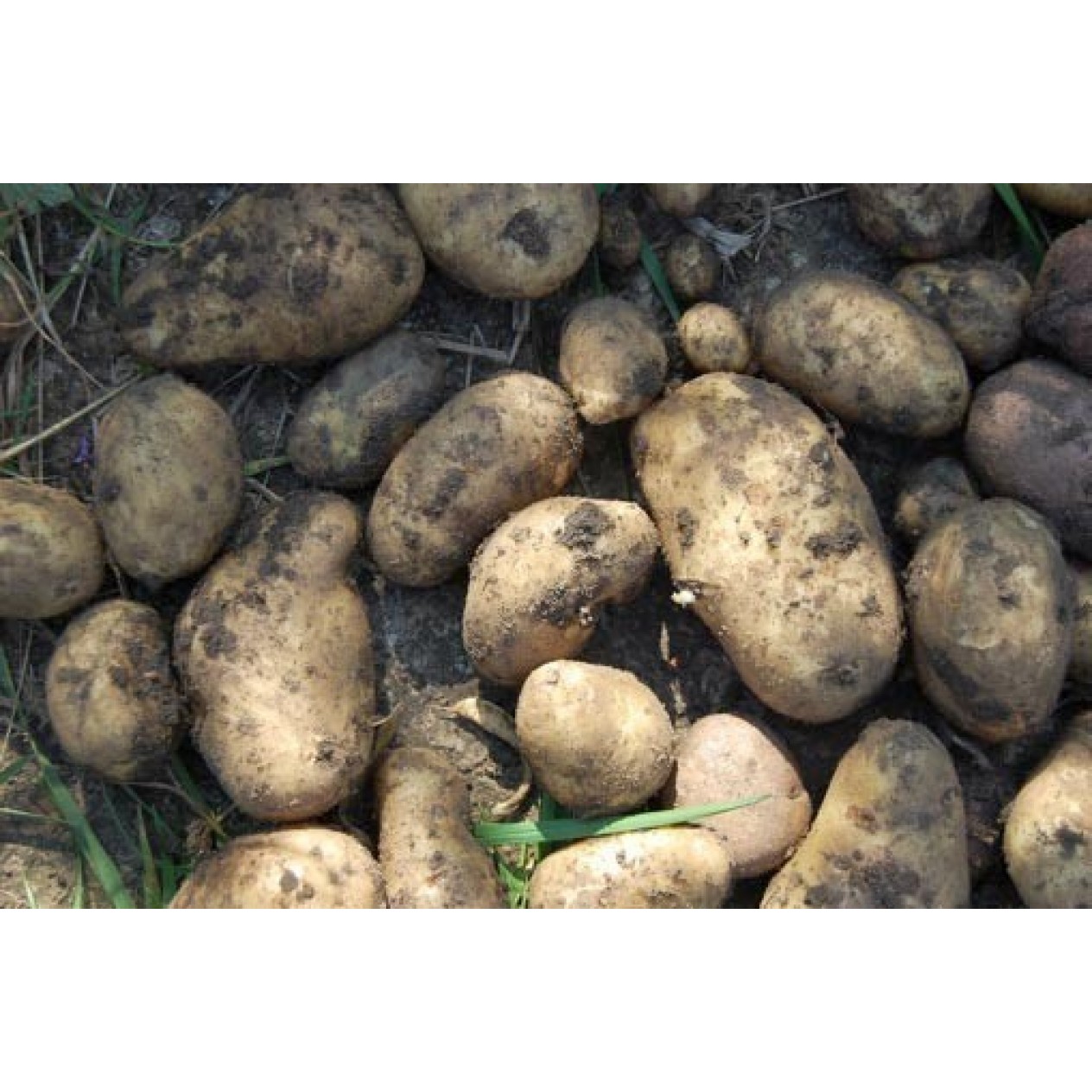 405500-aardappels-sharpes-express