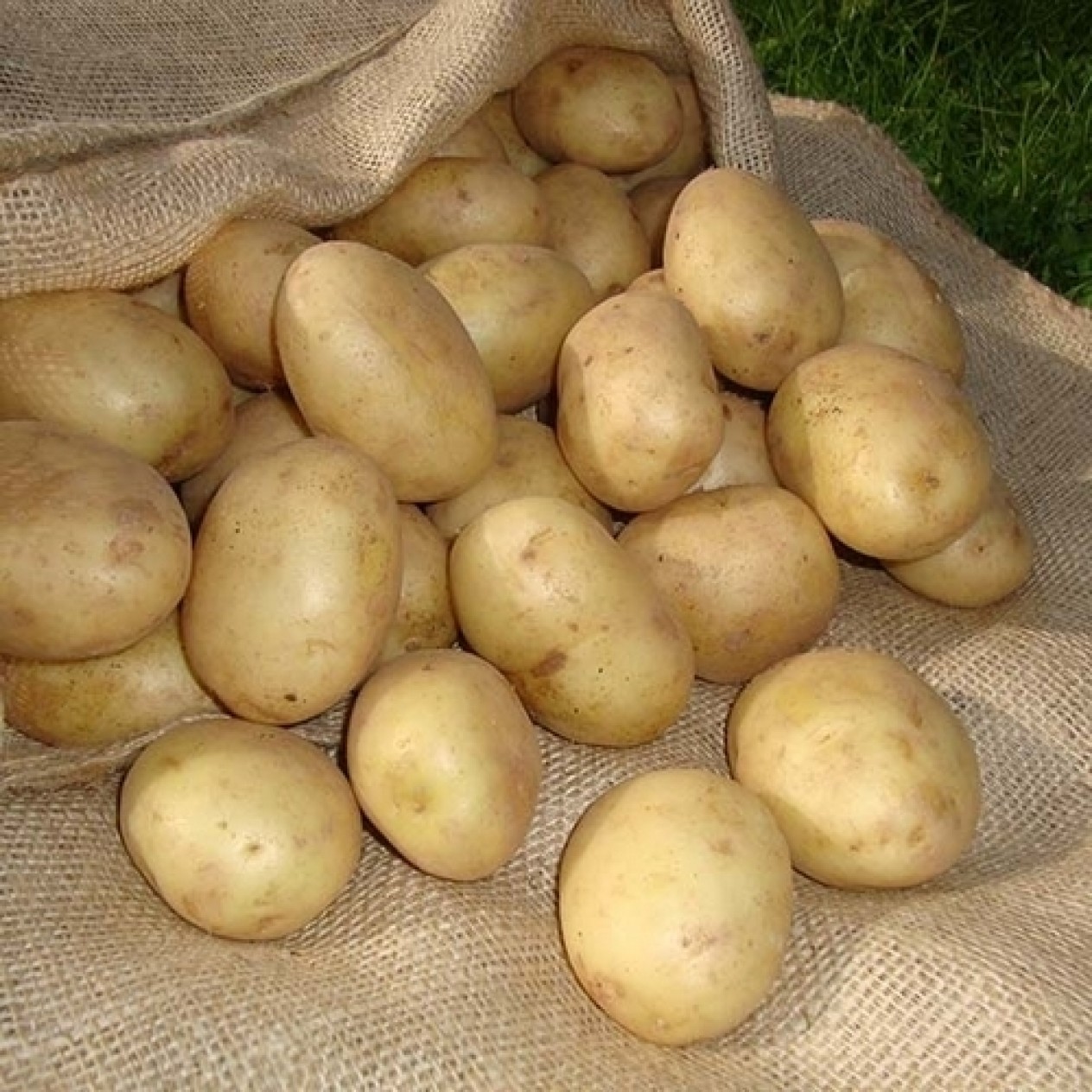 405750-aardappels-winston