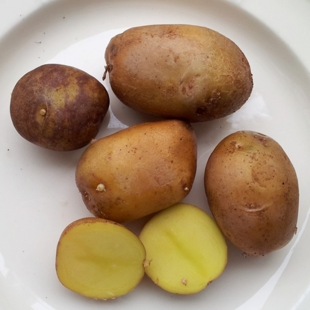 405998-aardappels-blue-donube-mix