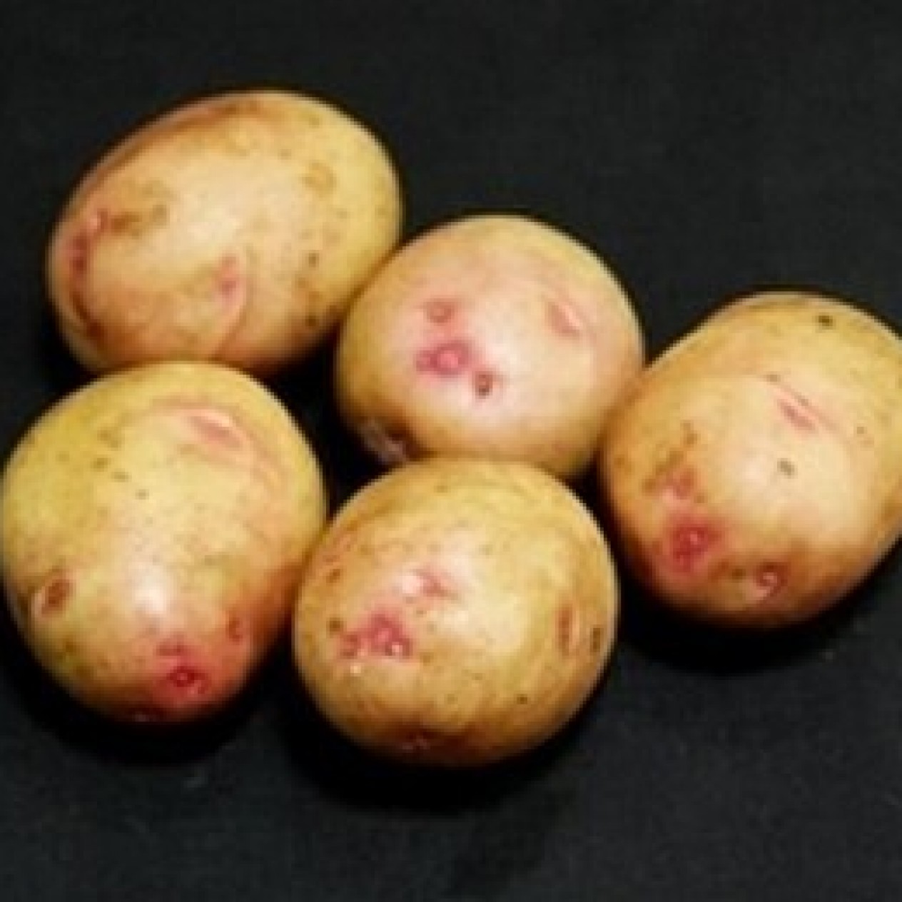 406245-aardappels-gladstone