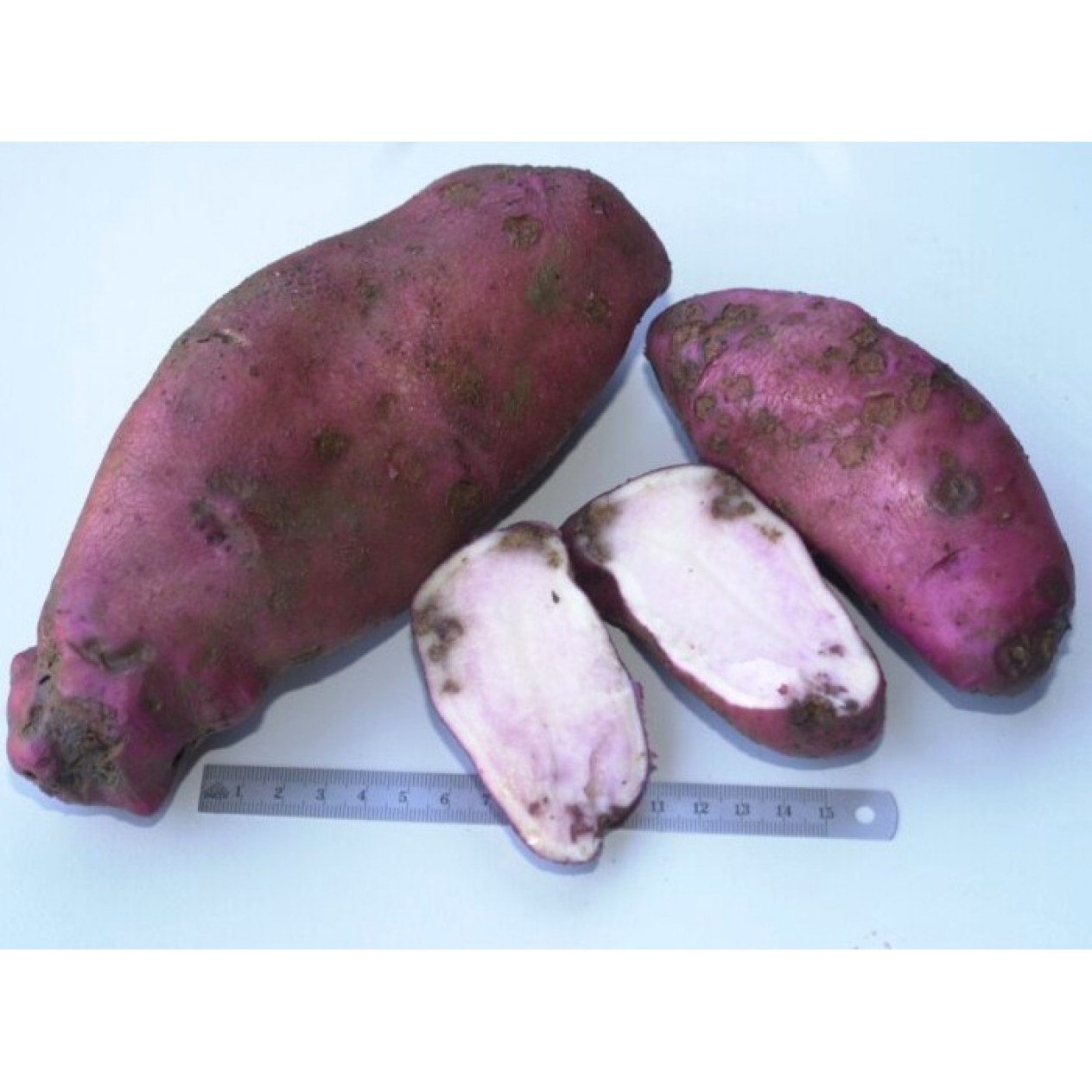 407916-aardappels-sarpo-axona-child-rot