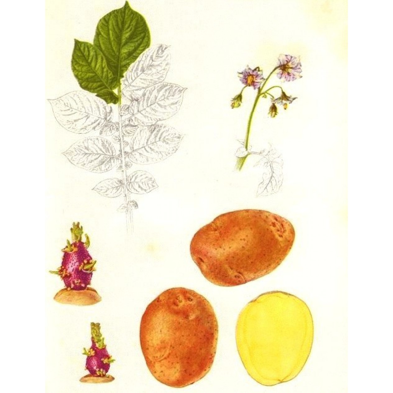 407950-aardappels-woudster