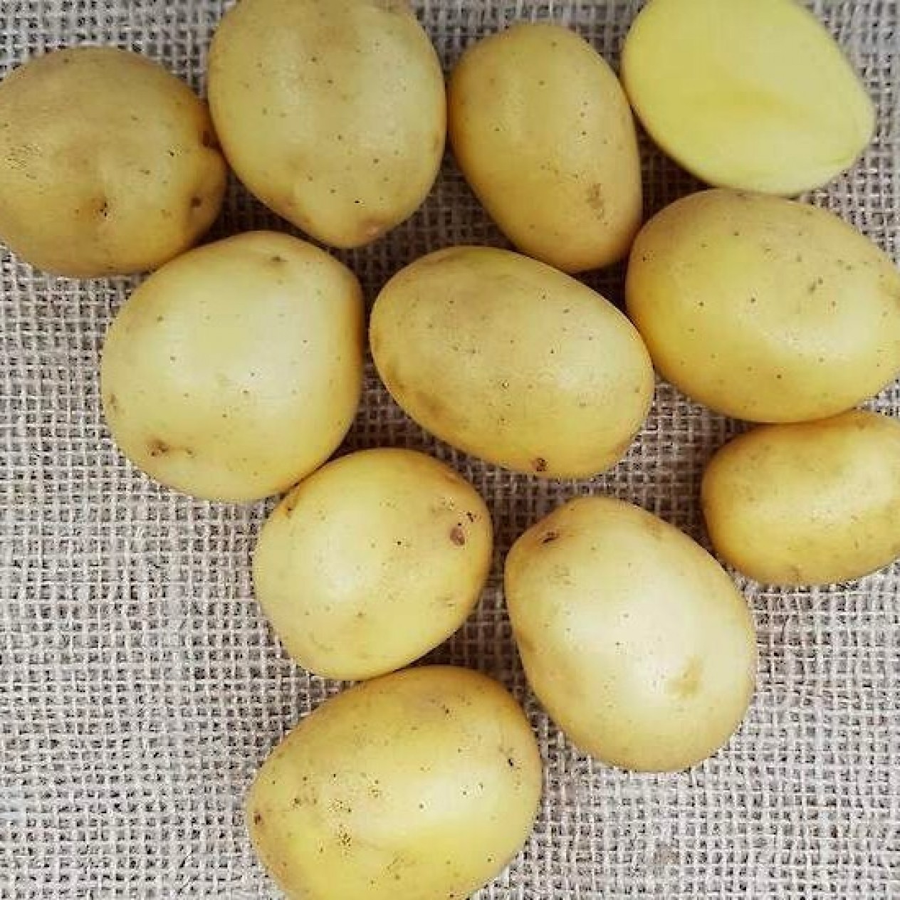 408410-aardappels-lucera
