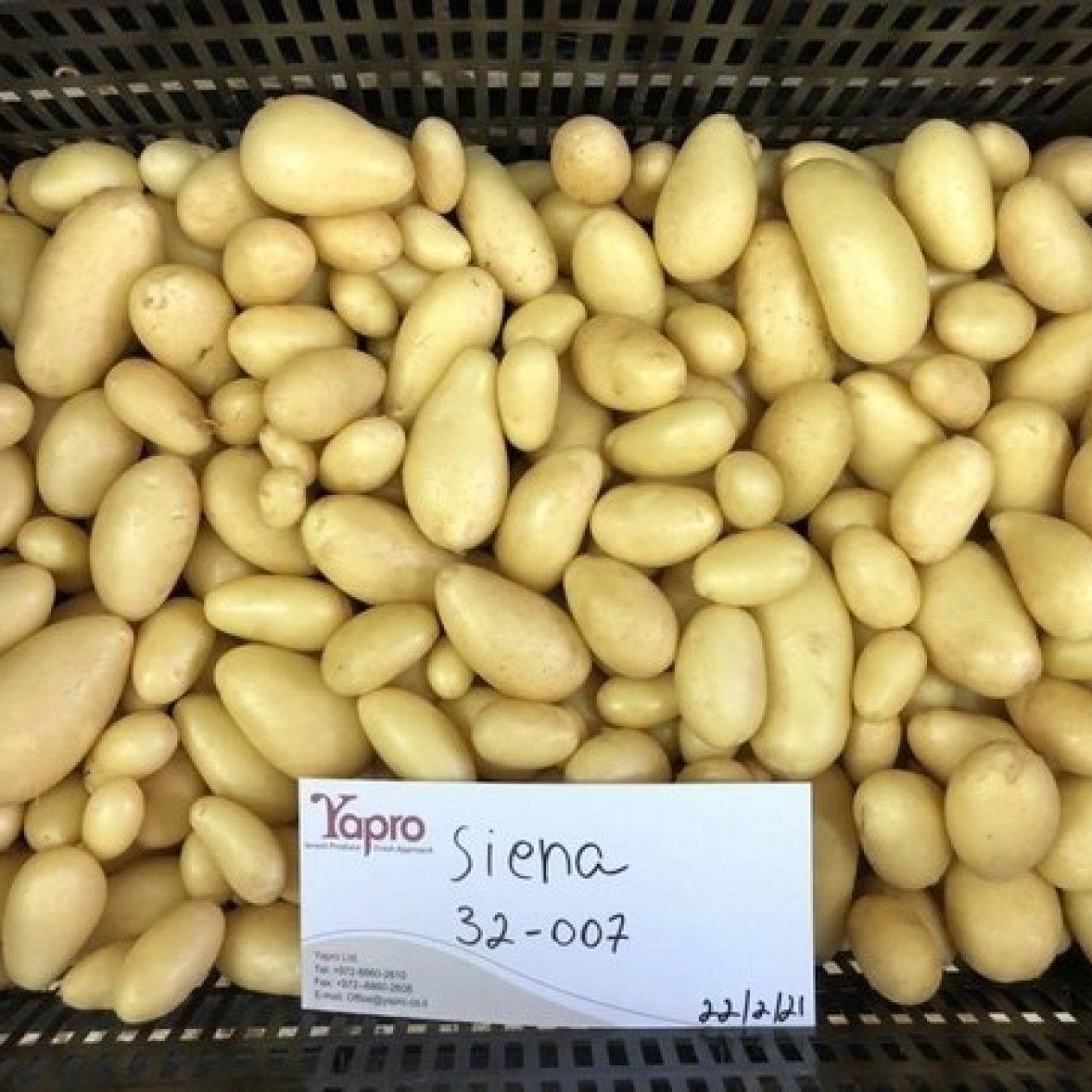 408732-aardappels-siena