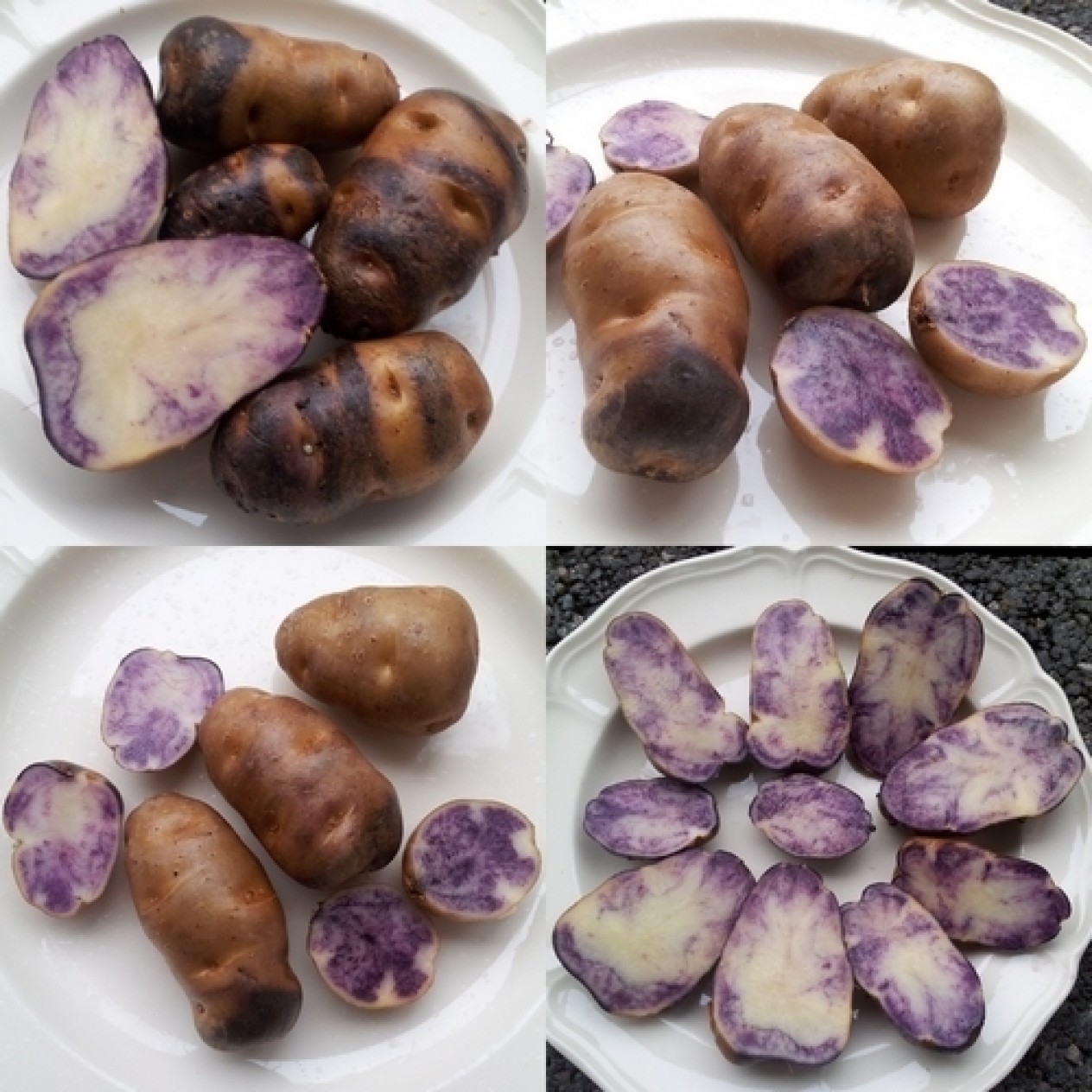 408863-aardappels-mecklenburger-schecke