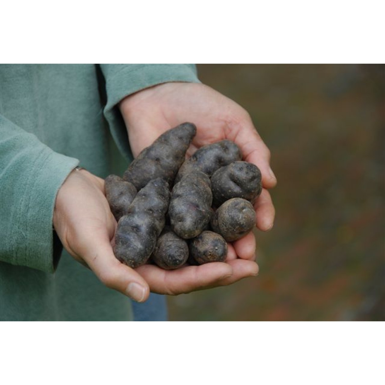 408900-aardappels-vitelotte-noir-negresse-trufe-chine