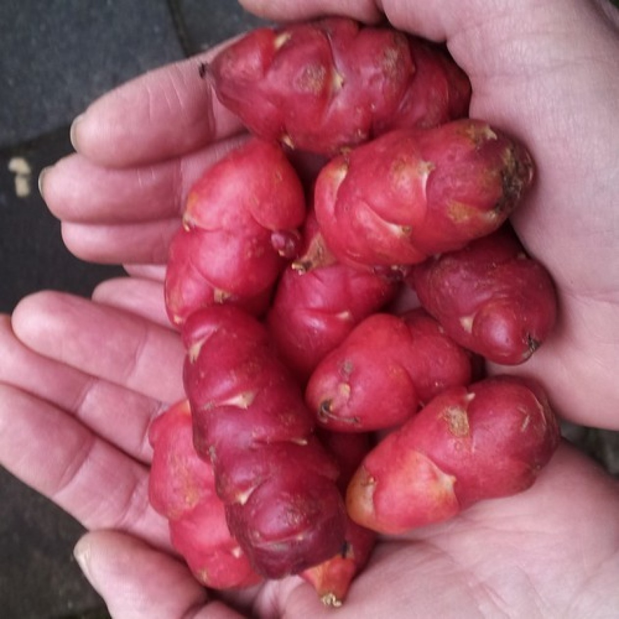 409163-oca-mexican-red-red-cardinal