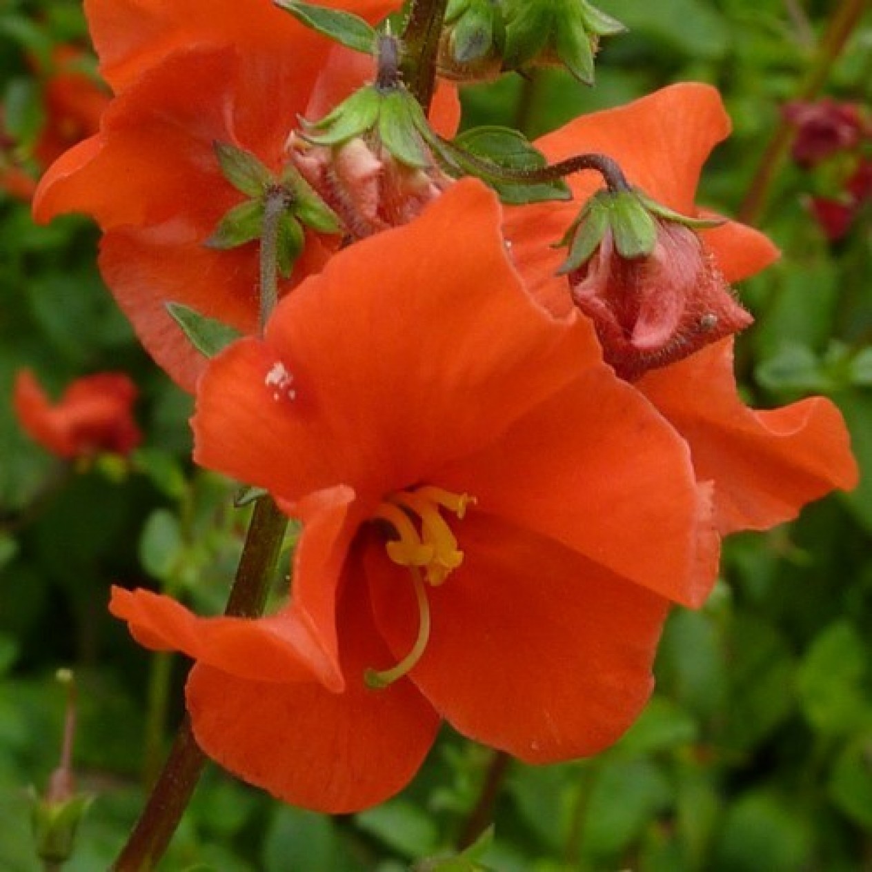 502160-alonsoa-meridionalis-coral-beauty-rebel