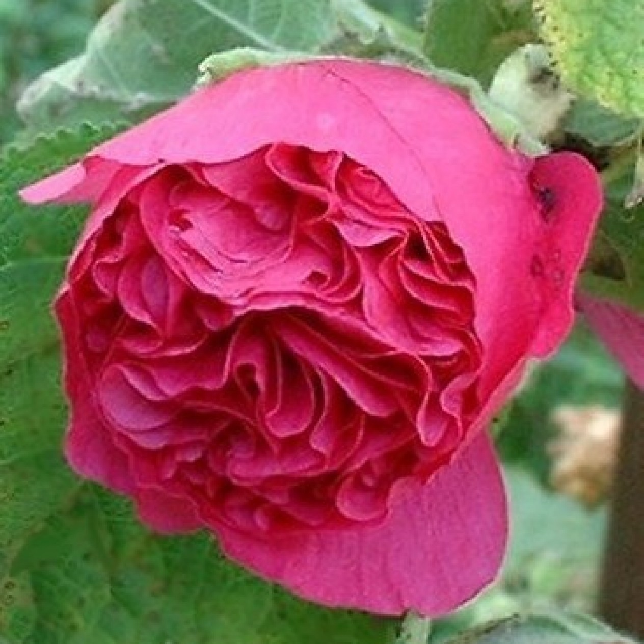 502224-alcea-rosea-annua-majorette-dark-rose
