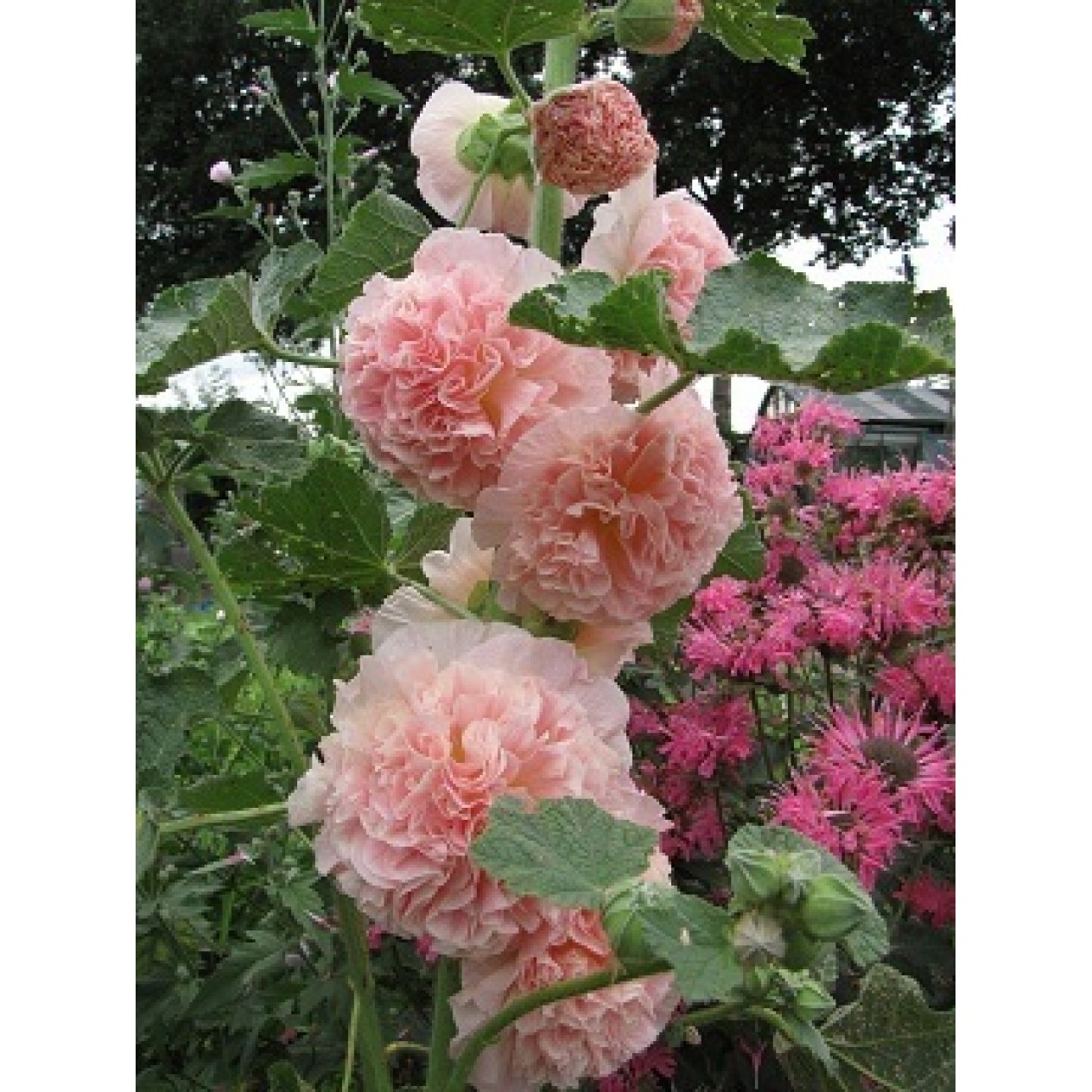 502226-alcea-rosea-annua-majorette-champagne