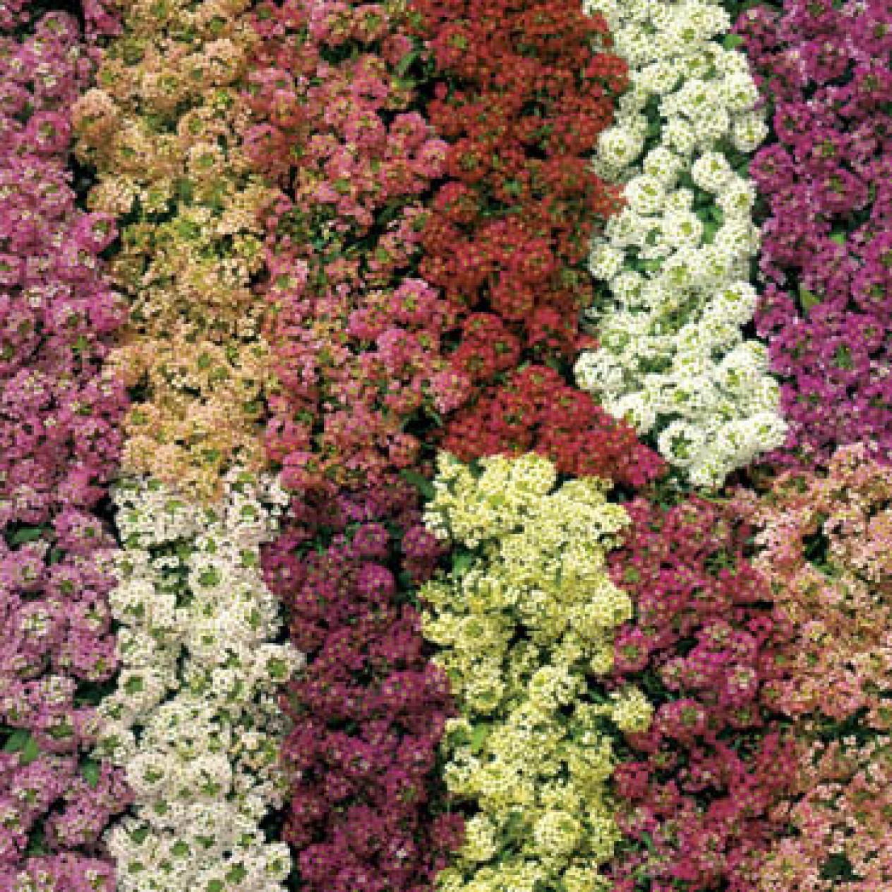 502350-alyssum-maritimum-aphrodite-mixed-easter-basket-mixture-wandering-mixed