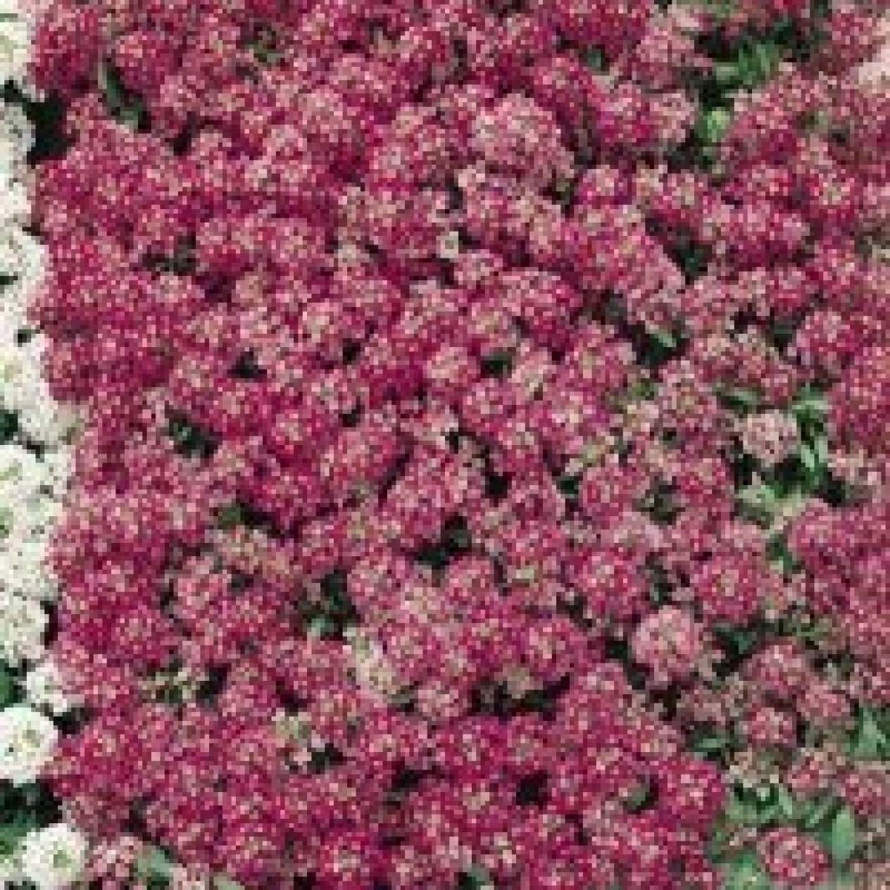 502700-alyssum-maritimum-rosie-day