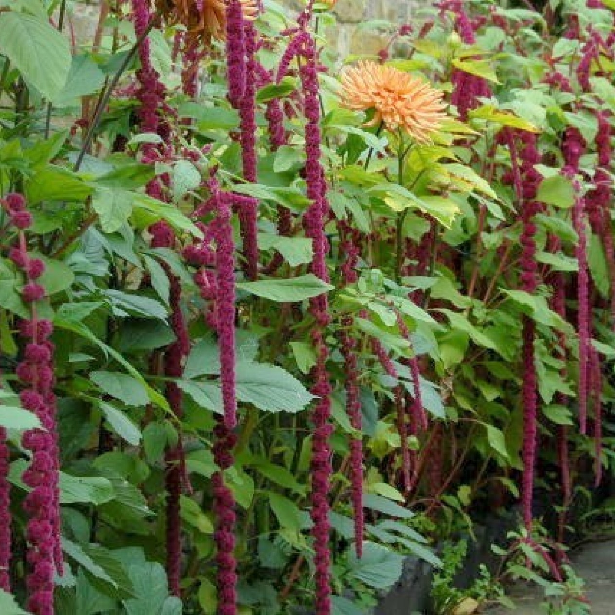 503060-amaranthus-caudatus-amour-rejete