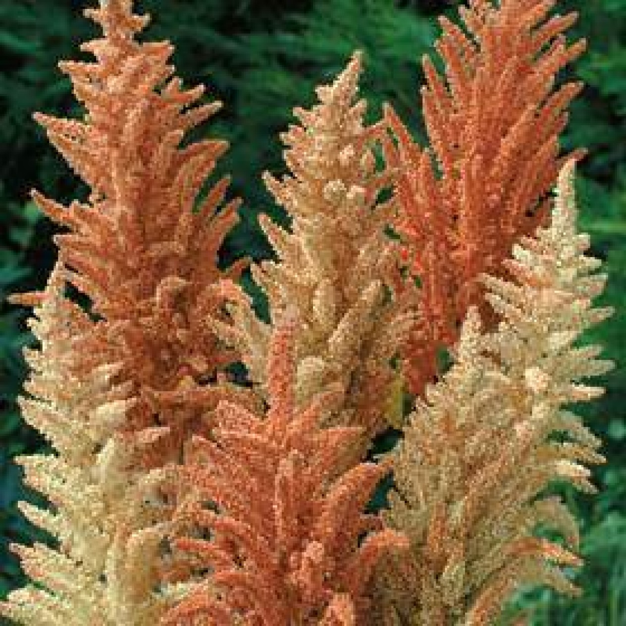 503065-amaranthus-cruentus-autumn-palette