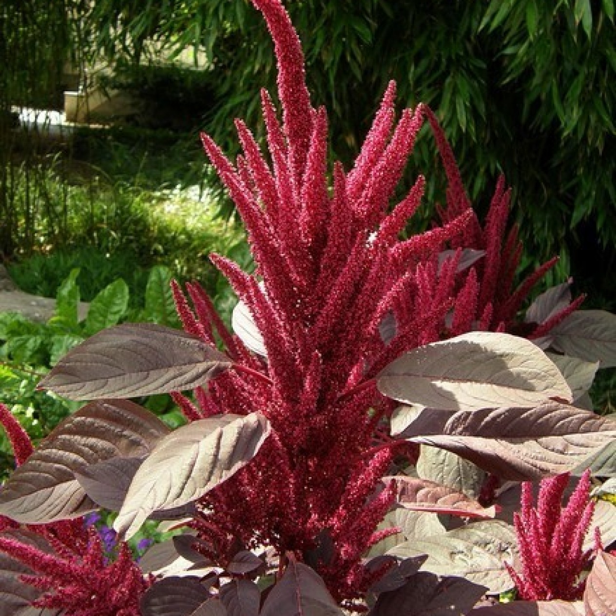 503300-amaranthus-cruentus-red-spike-velvet-curtains