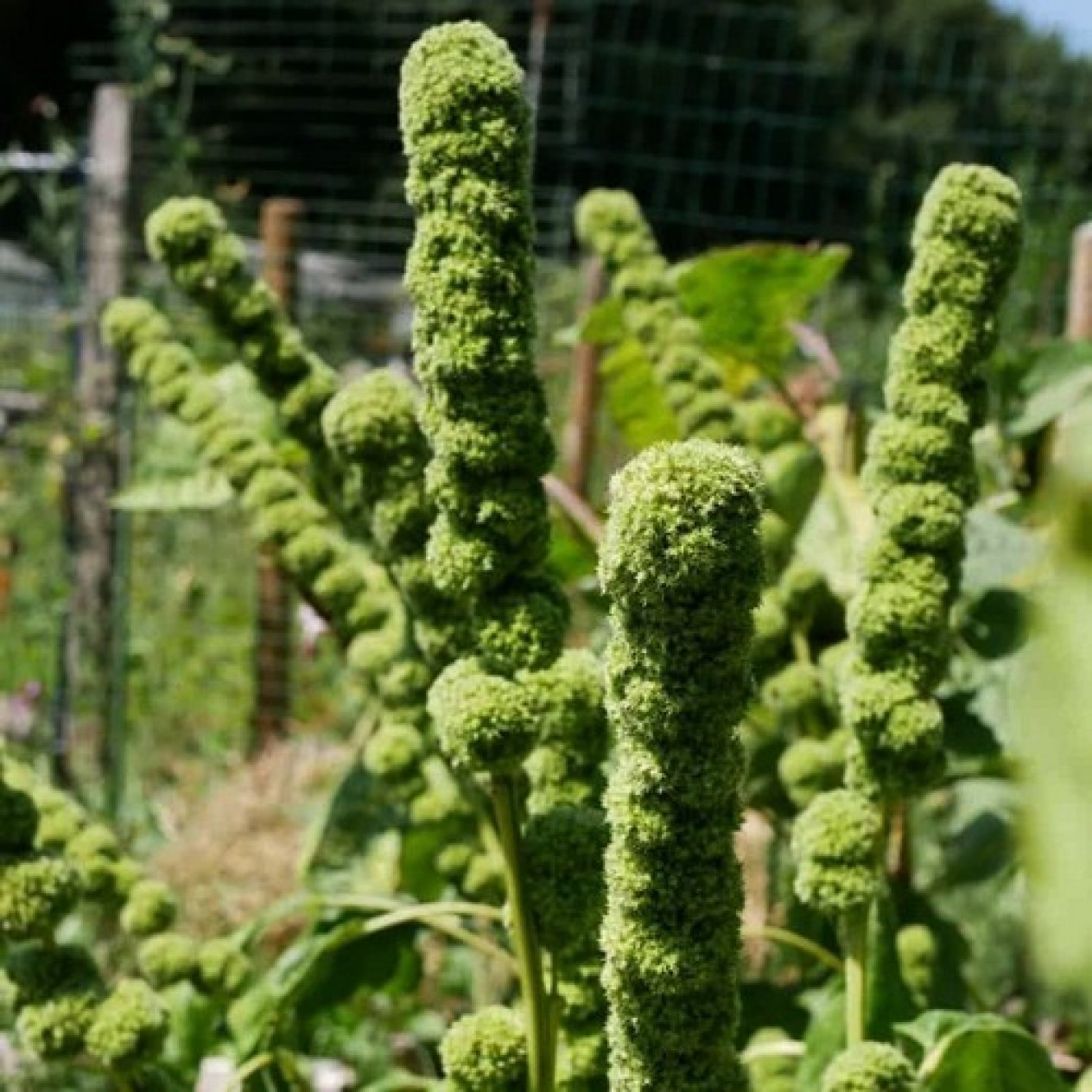 503320-amaranthus-cruentus-tower-green