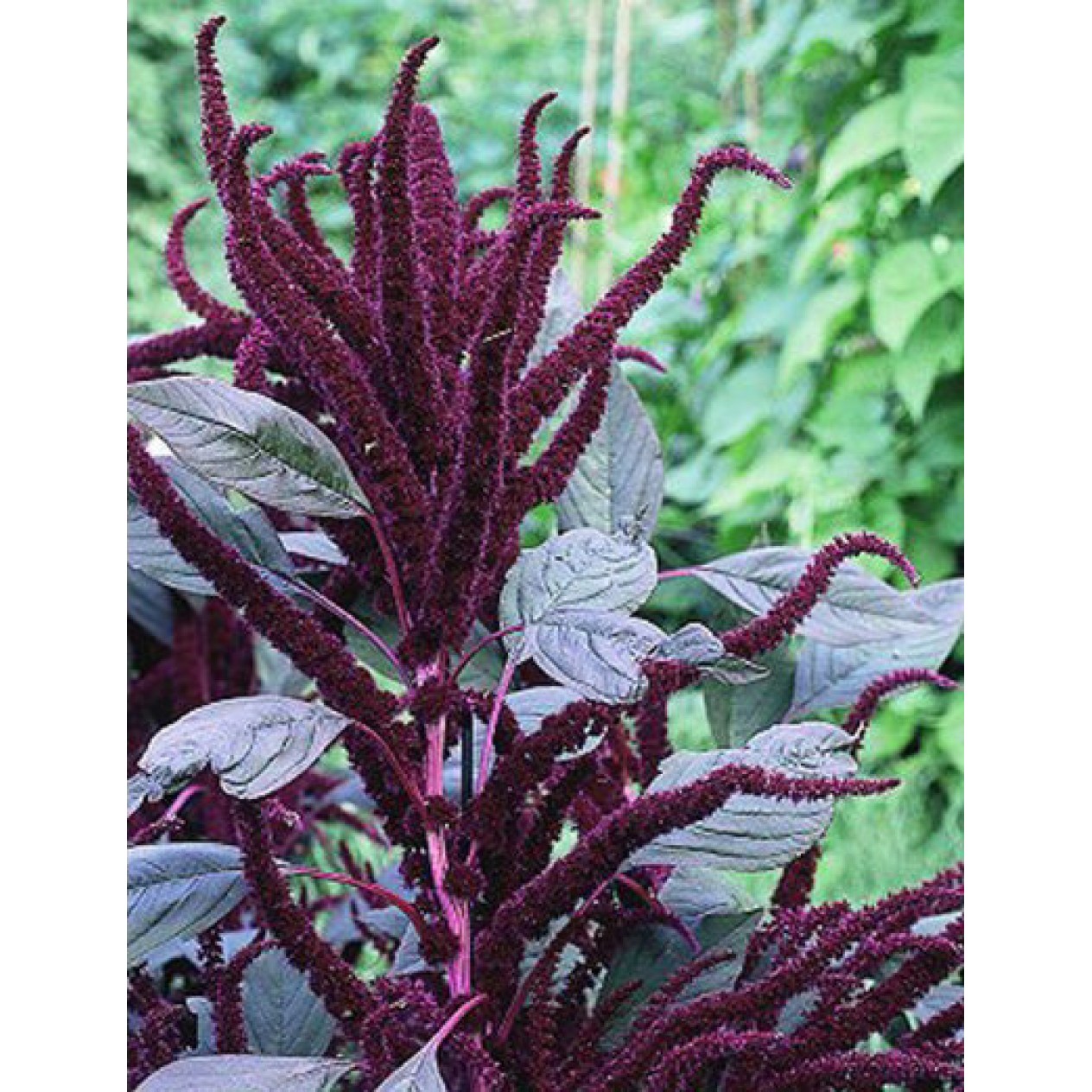 503400-amaranthus-paniculatus-oeschberg