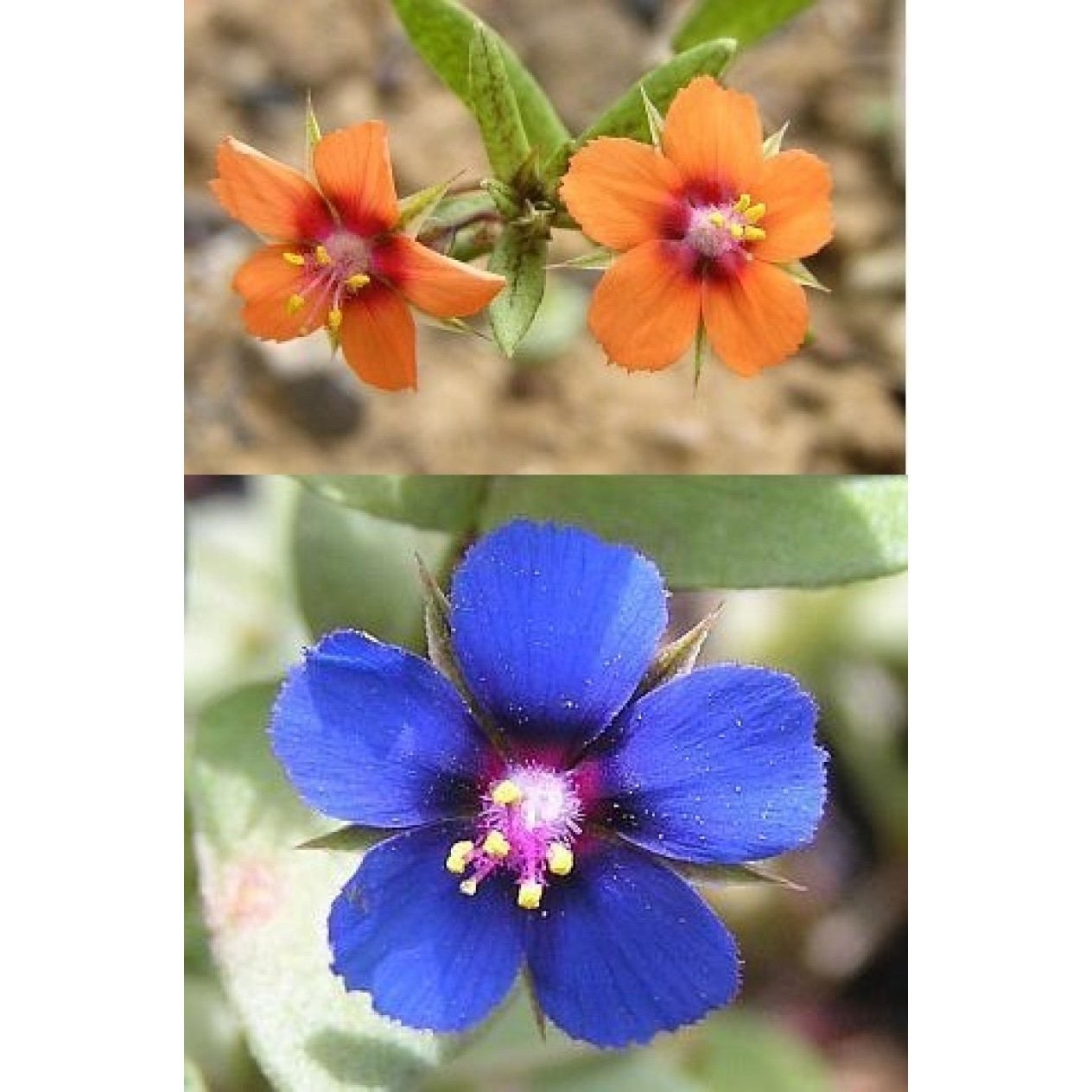 503800-anagallis-arvensis-mixed