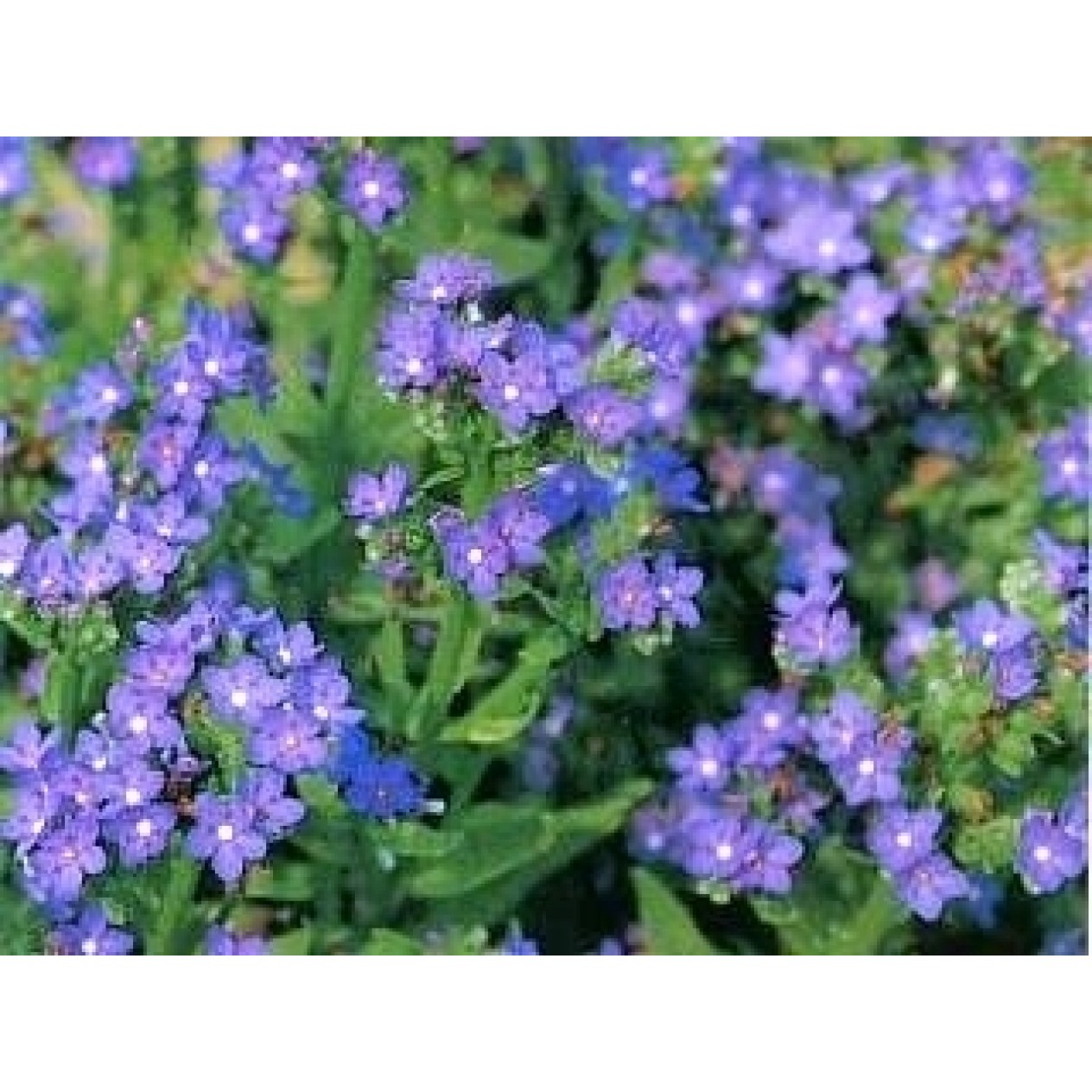 504000-anchusa-capensis-blue-angel