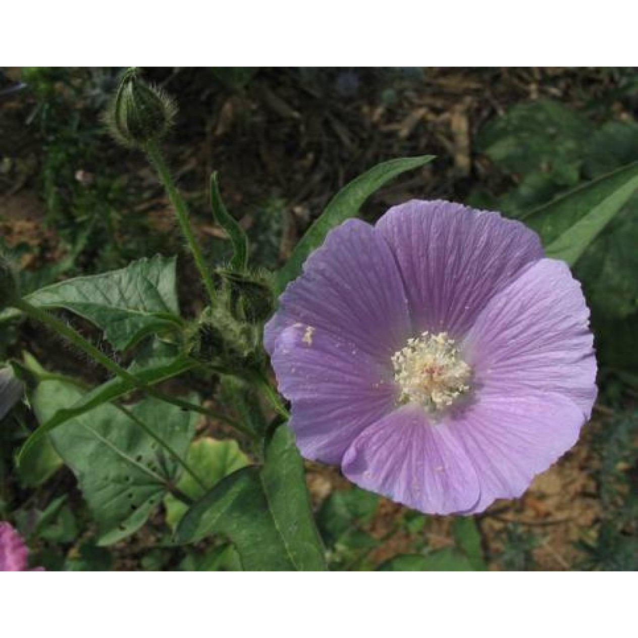 504200-anoda-cristata-opal-cup