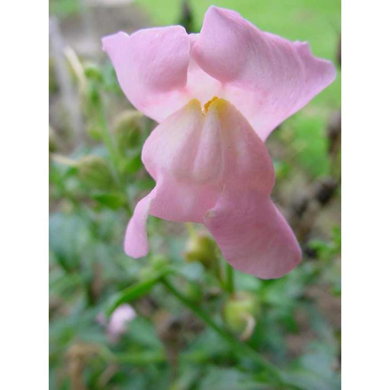 504410-antirrhinum-majus-maximum-apple-blossom