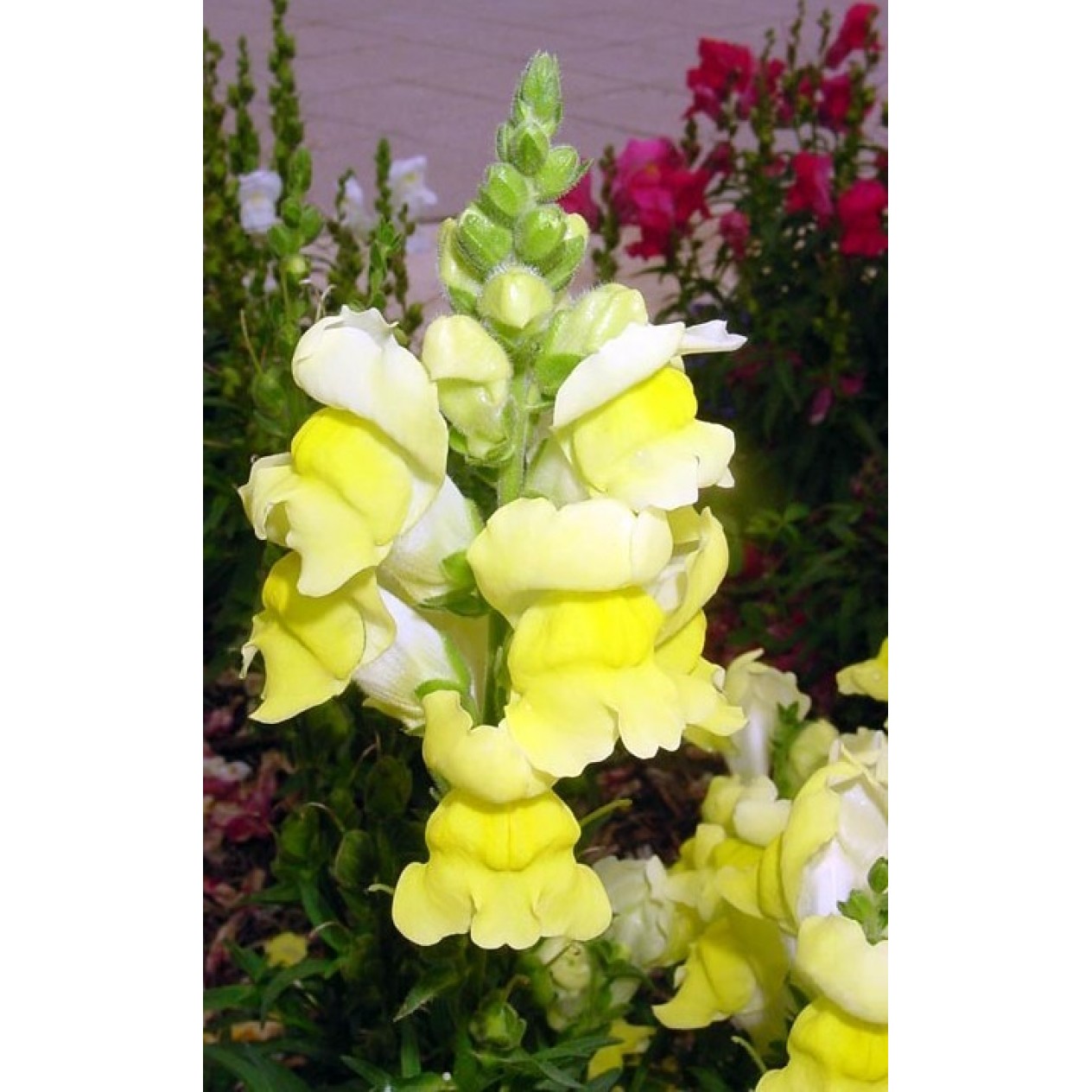 504420-antirrhinum-majus-maximum-canary-bird