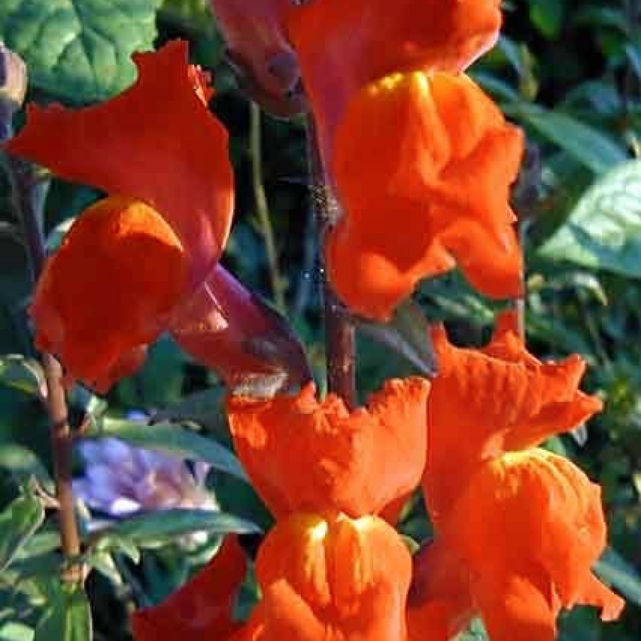504430-antirrhinum-majus-maximum-orange-wonder
