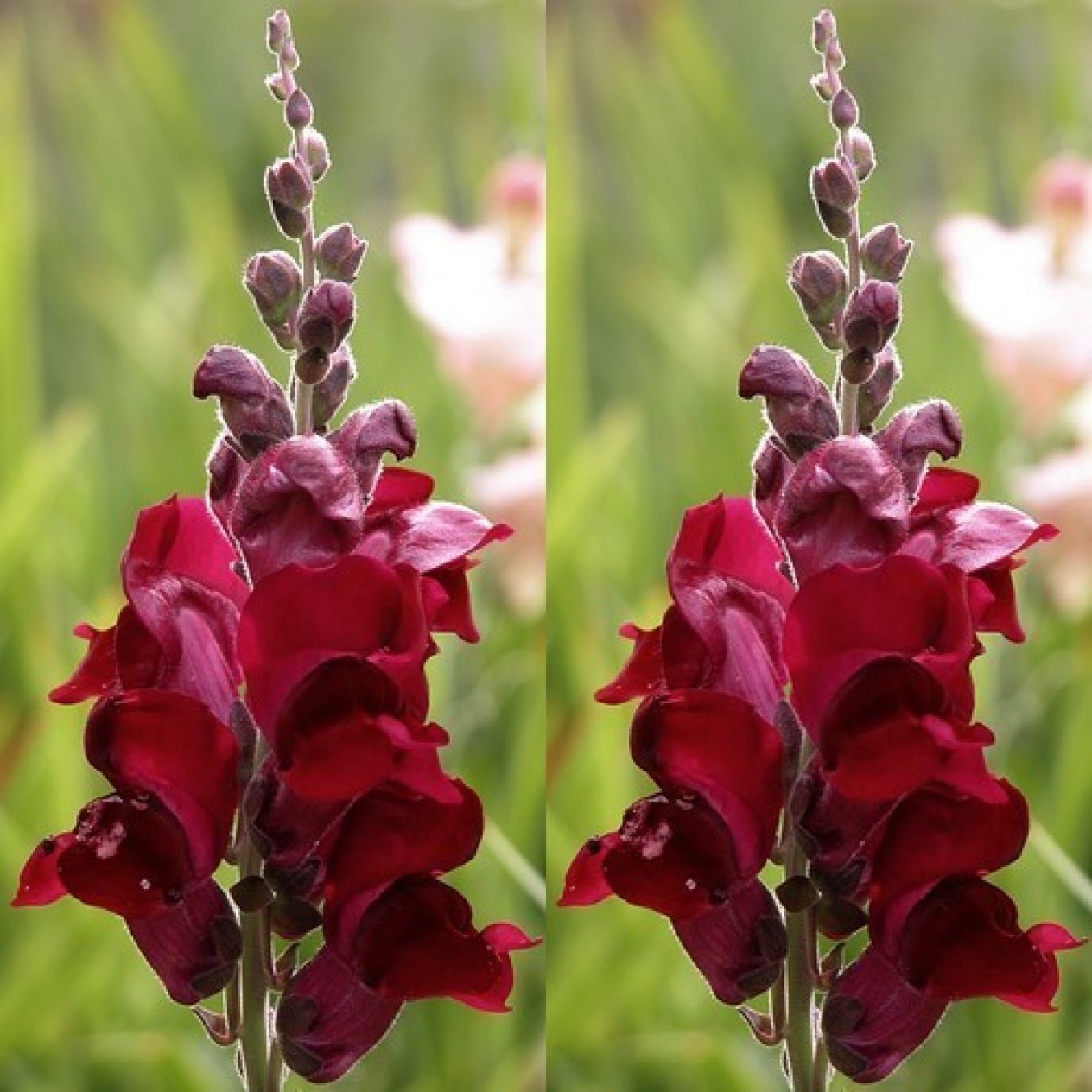 504436-antirrhinum-majus-maximum-ruby-red