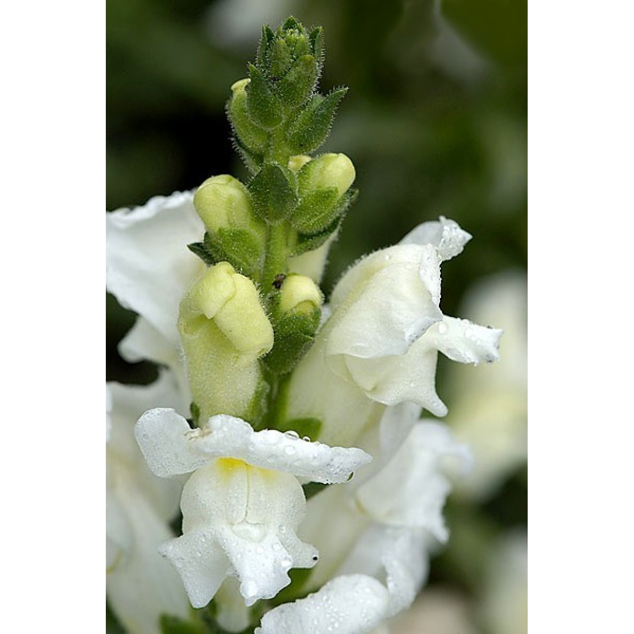 504440-antirrhinum-majus-maximum-snowflake