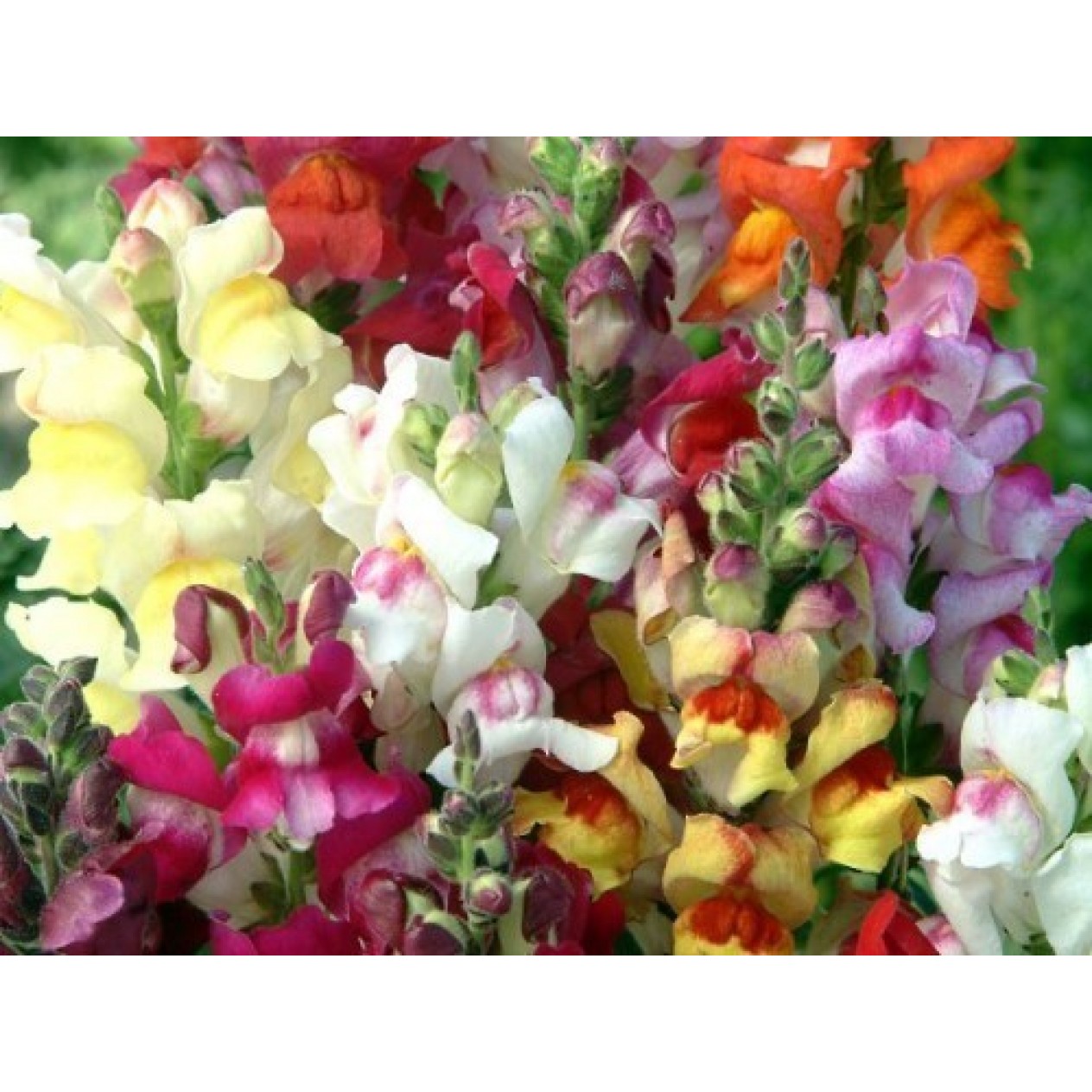 504532-antirrhinum-majus-nanum-circus-clowns