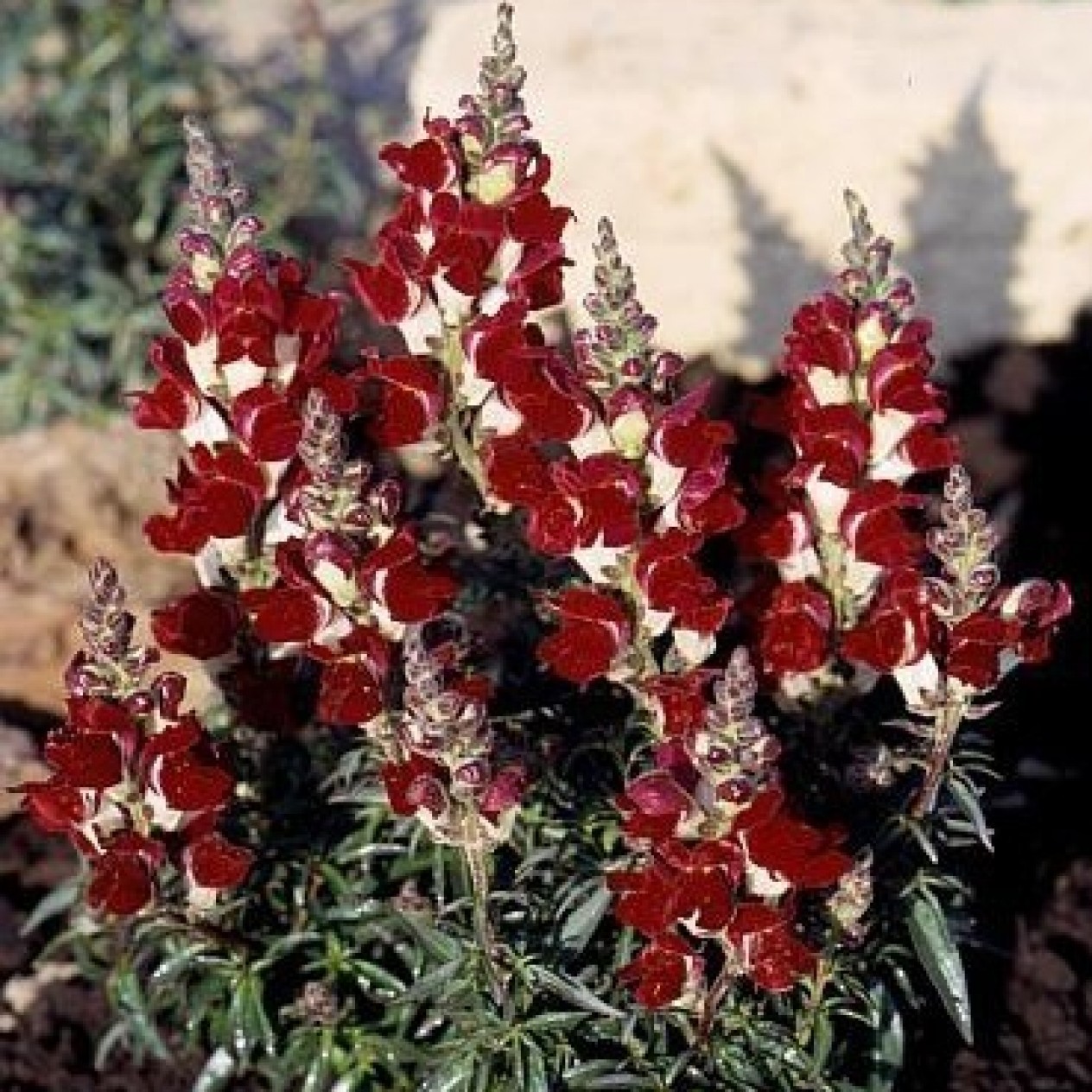 504600-antirrhinum-majus-nanum-night-and-day