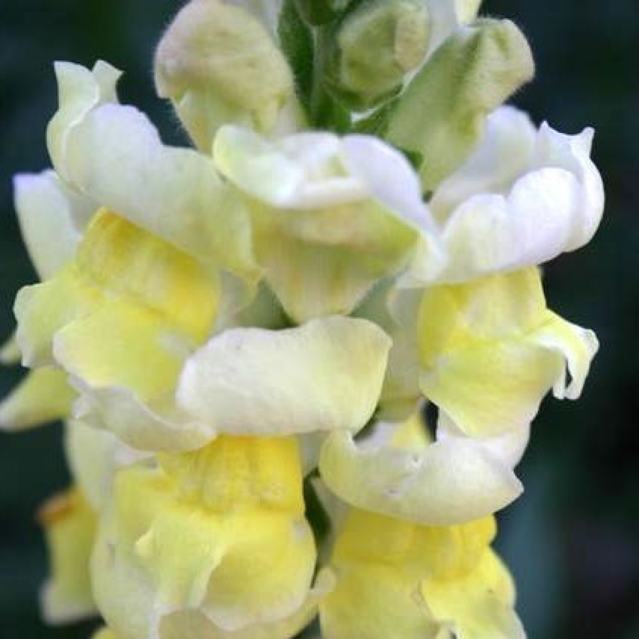 504770-antirrhinum-majus-pumilum-kimosy-sulphur-yellow