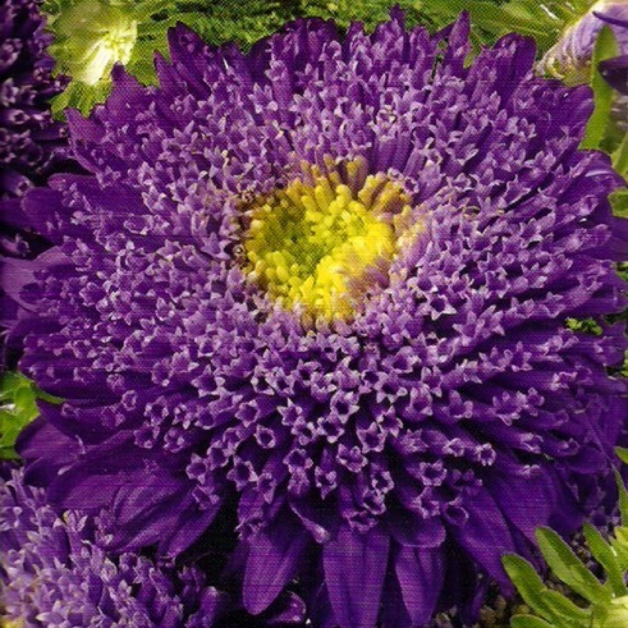 506810-aster-chinensis-princess-blue