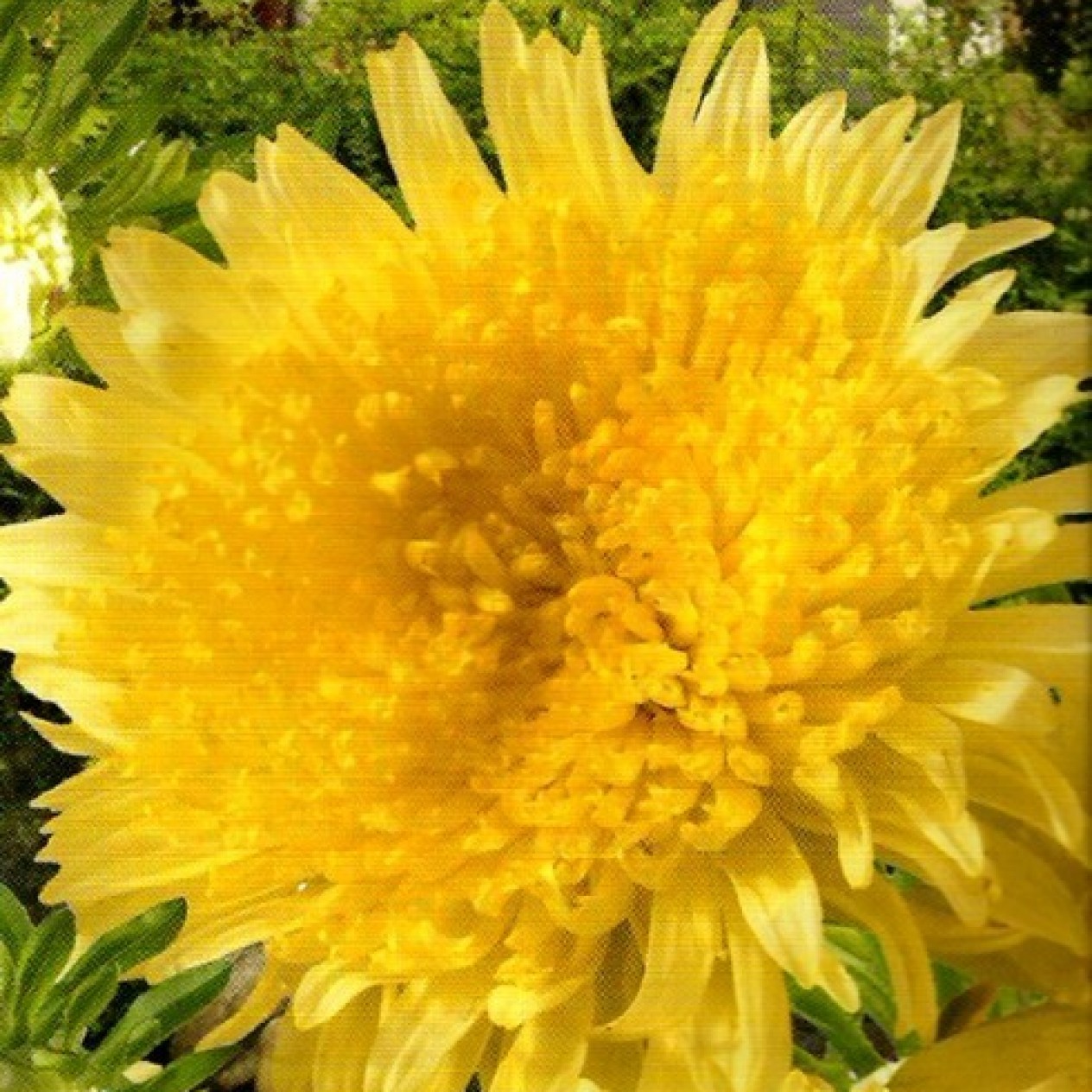 506840-aster-chinensis-princess-yellow