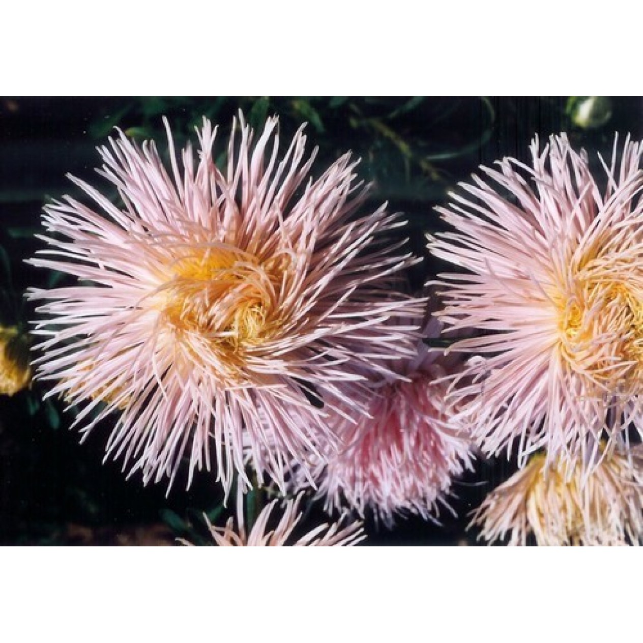 507170-aster-chinensis-florette-champagne-superstraal-nova-apricot