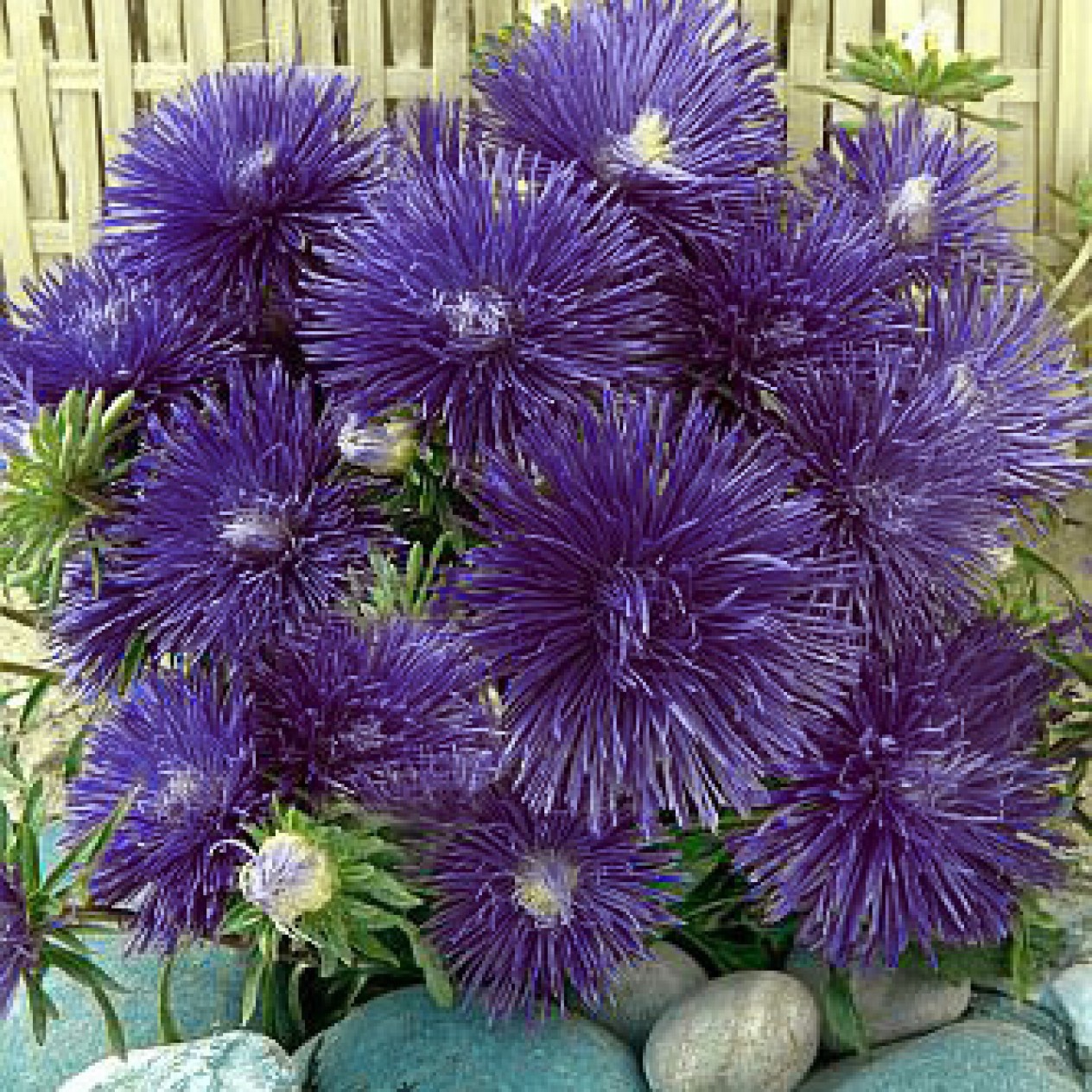 507240-aster-chinensis-superstraal-nova-dark-blue