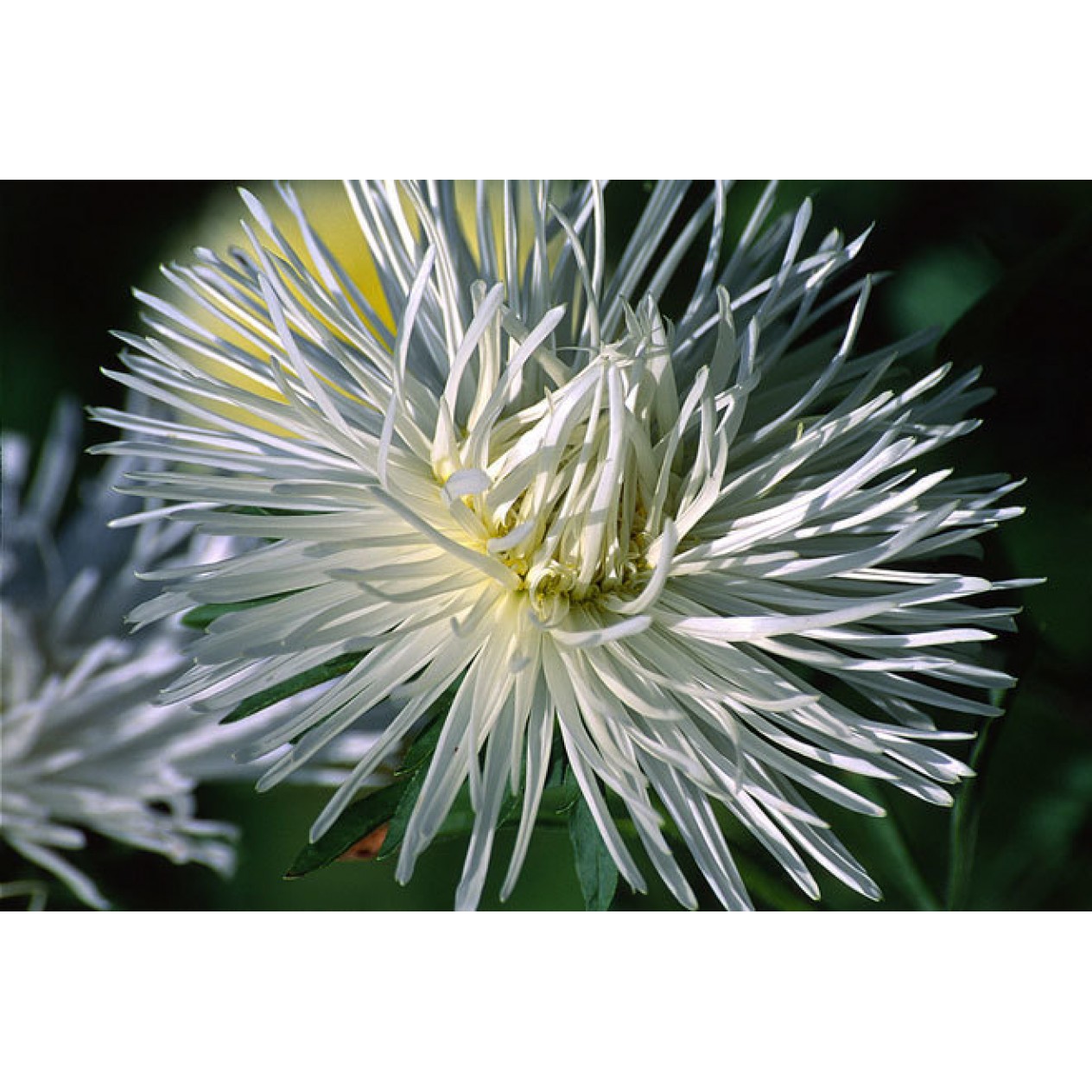 507280-aster-chinensis-superstraal-nova-white