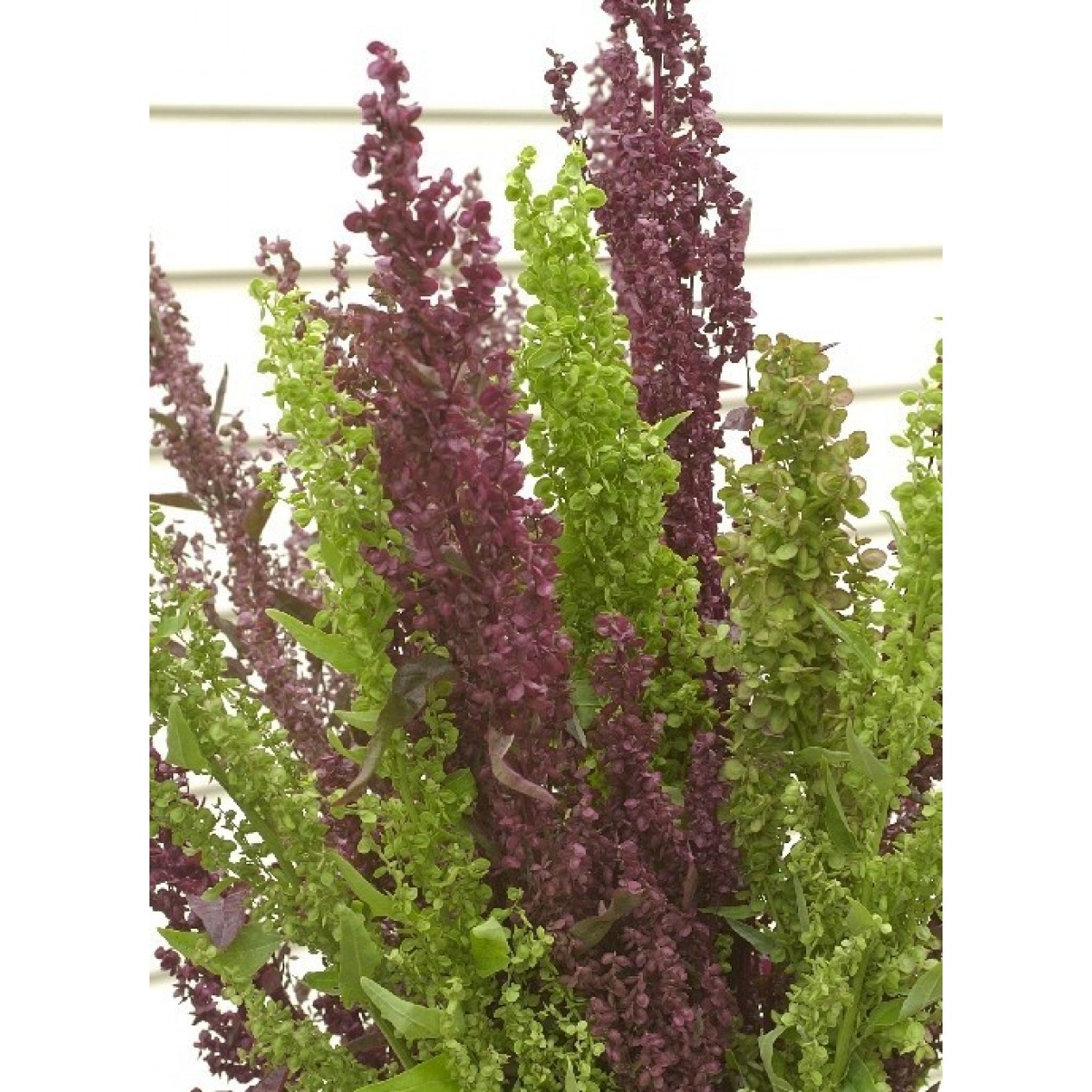 507480-atriplex-hortensis-best-colours