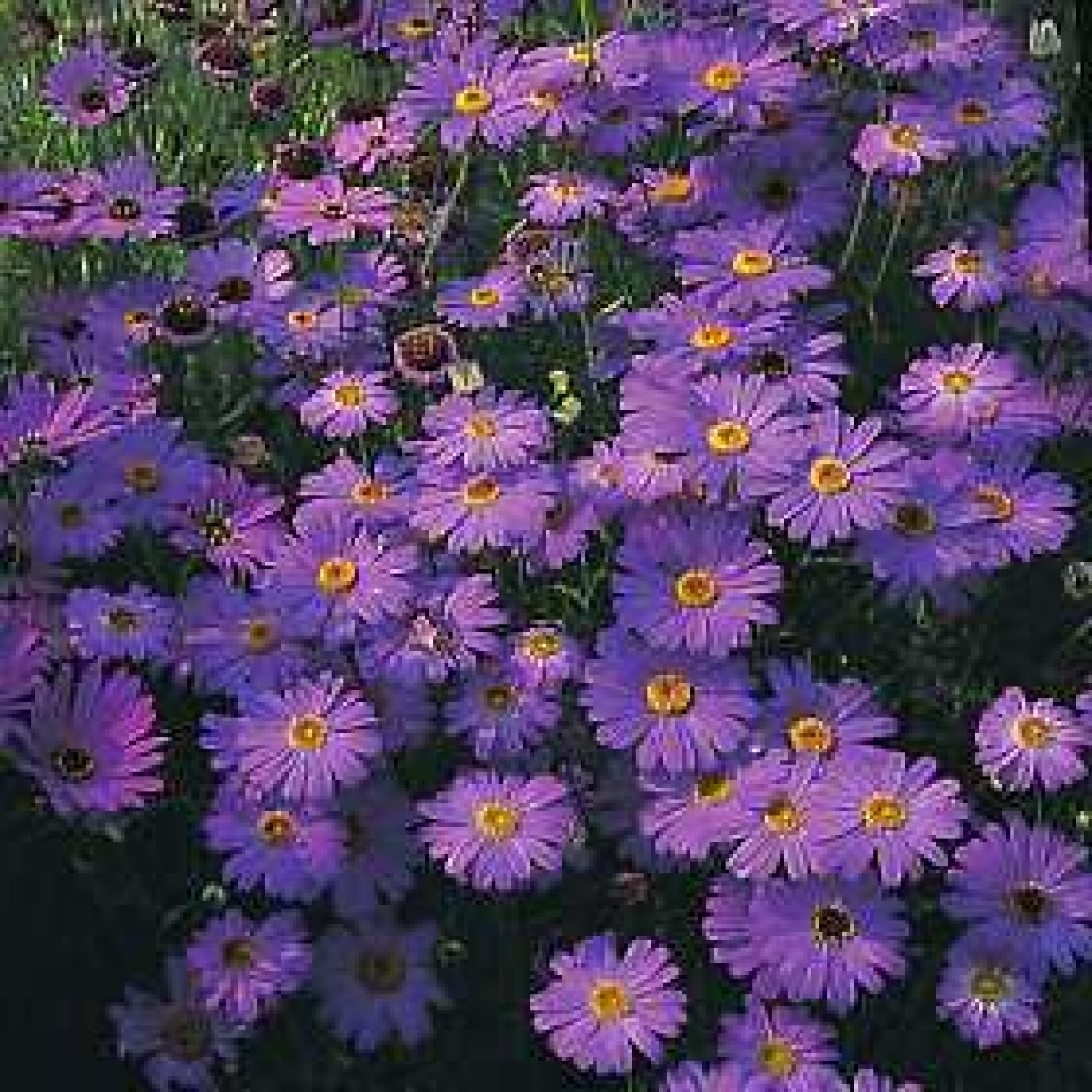 509200-brachycome-iberidifolia-blue-purple-splendour