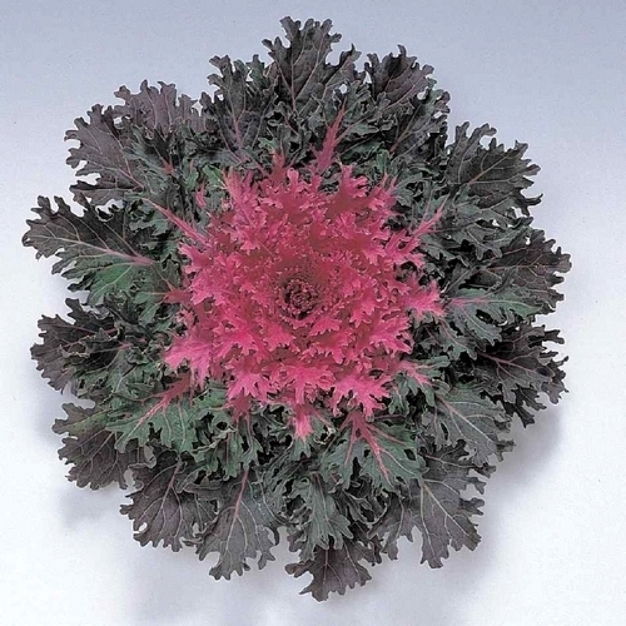 509420-brassica-oleracea-coral-queen-f1