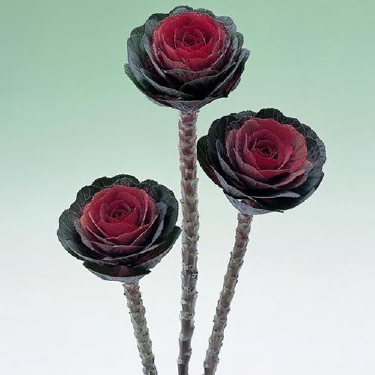 509426-brassica-oleracea-crane-red-f1