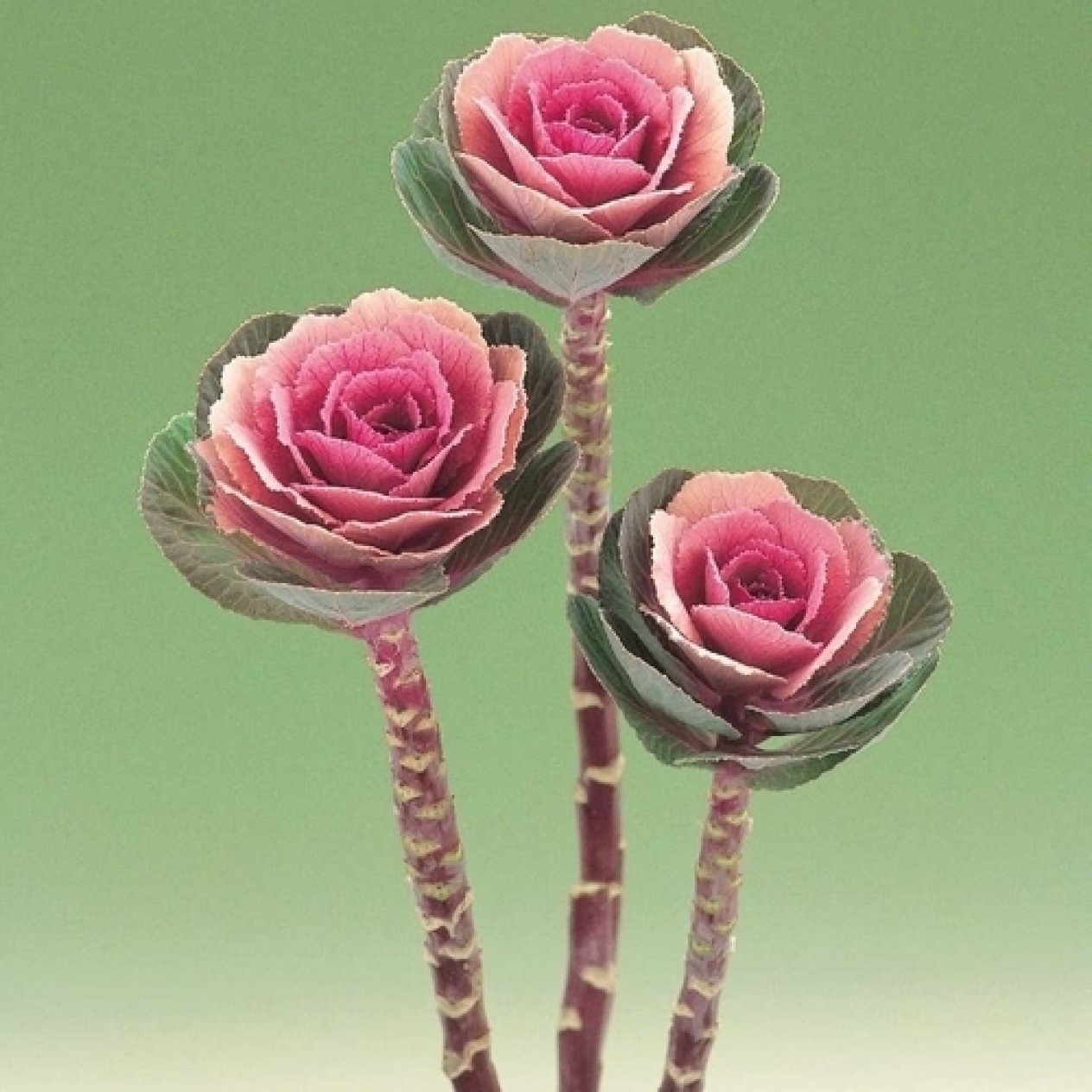 509433-brassica-oleracea-crane-rose-f1