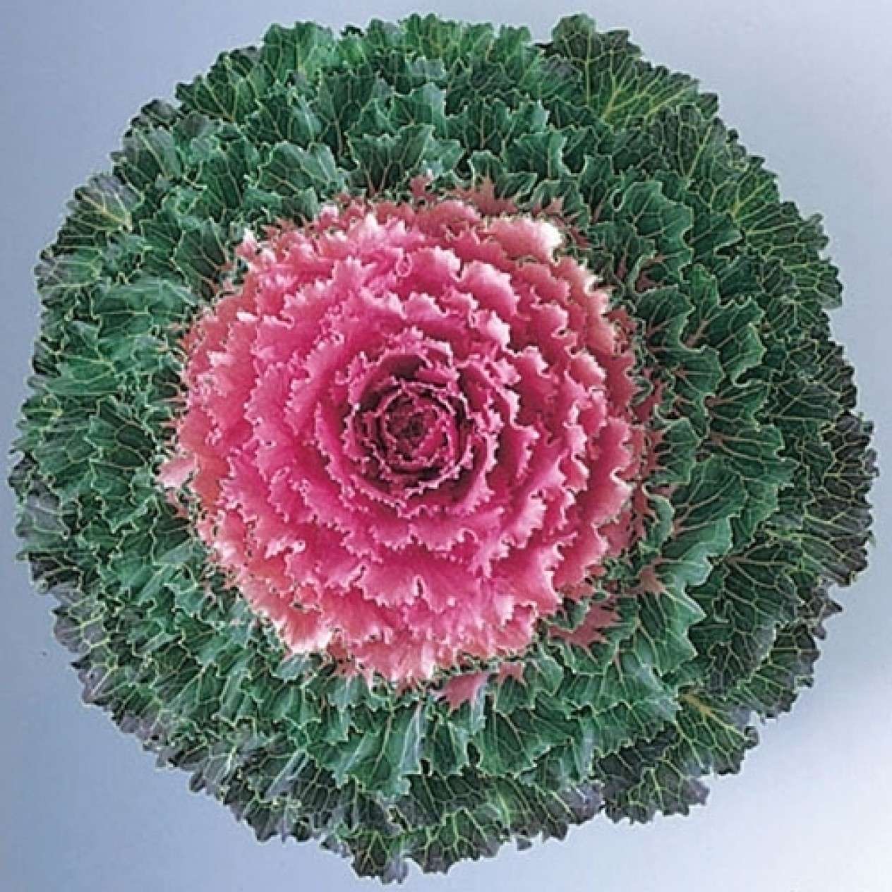 509542-brassica-oleracea-songbird-pink-f1