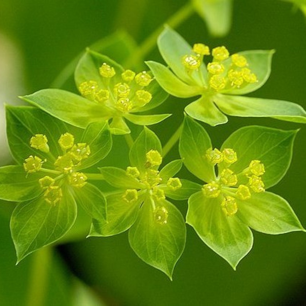 509900-bupleurum-rotundifolium-griffitti