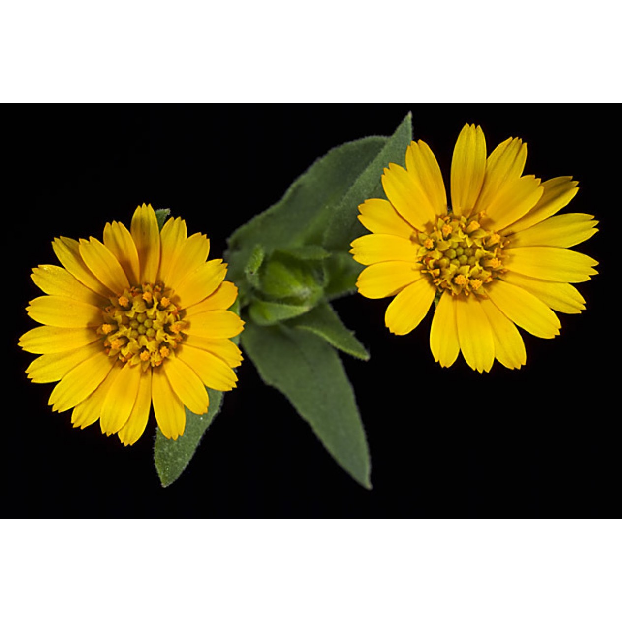510190-calendula-arvensis