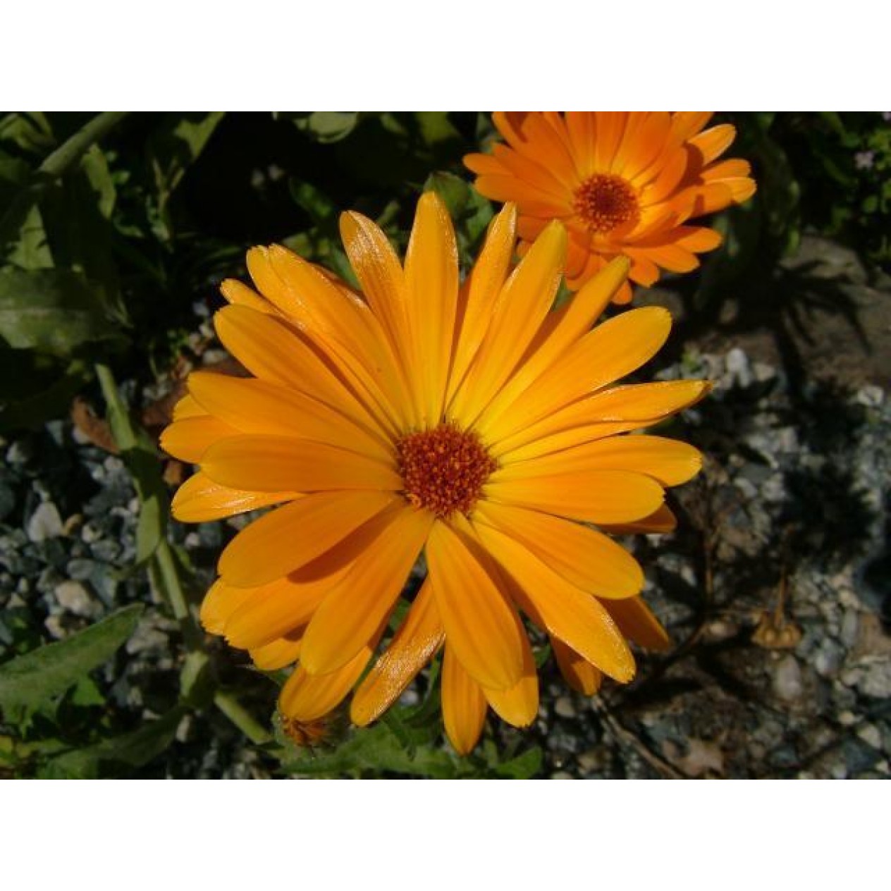 510200-calendula-officinalis-nova